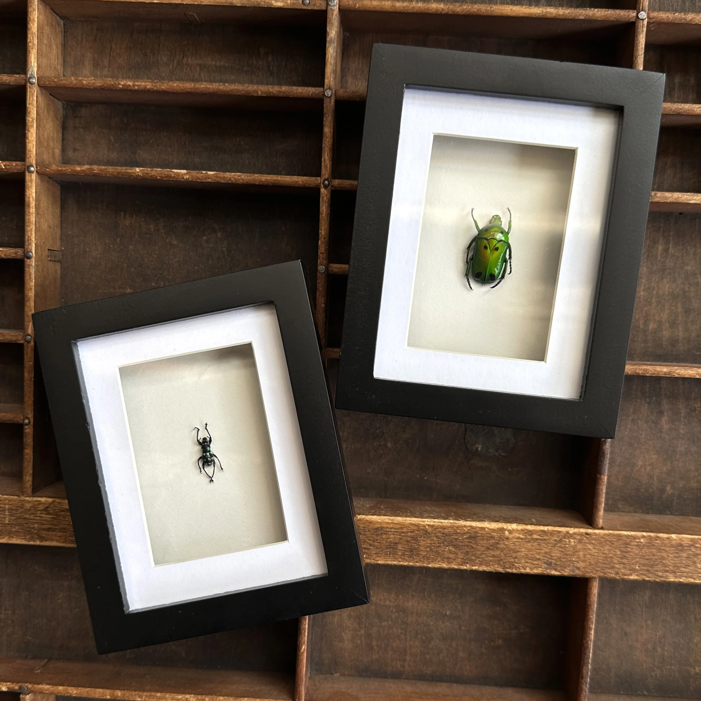 TinyBugs.jpg