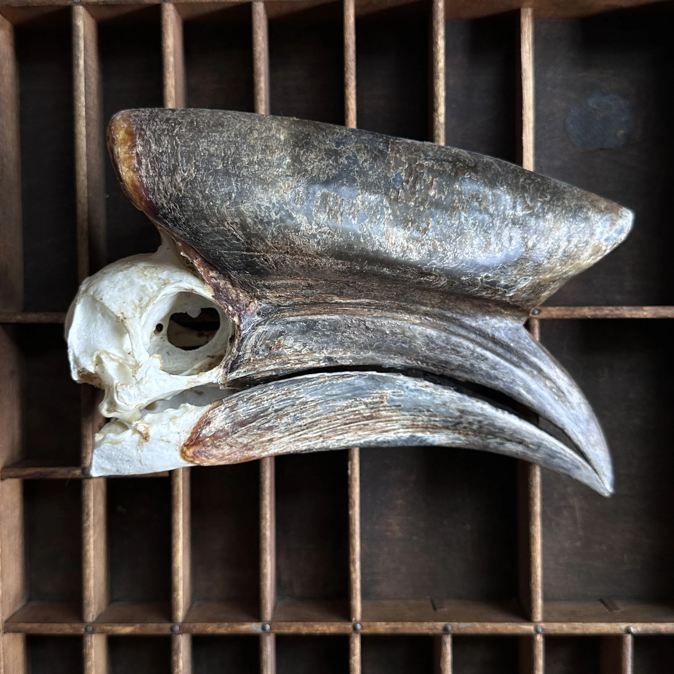 FatHeadedHornbill.jpg