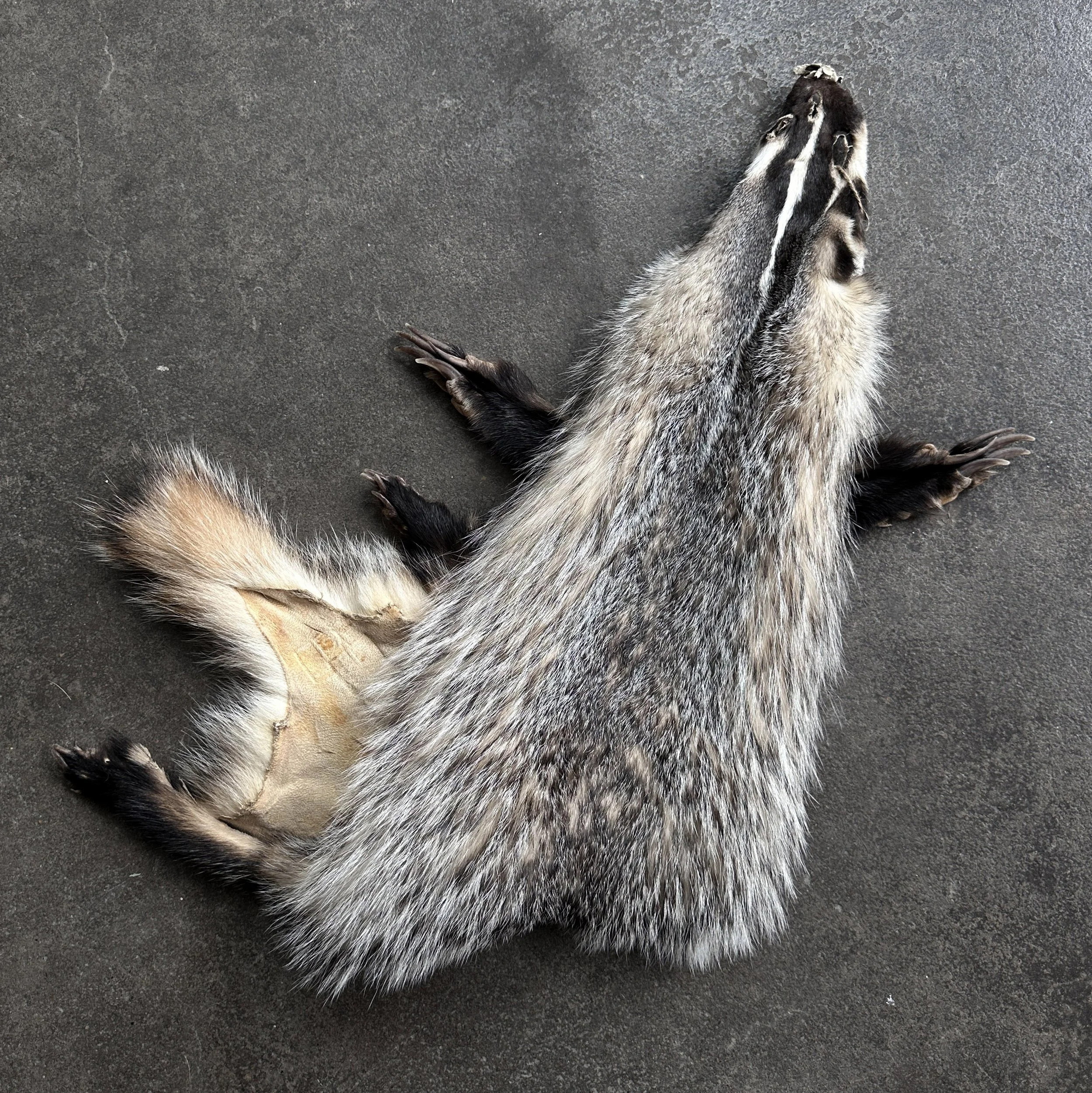 BadgerPeltwFeet2.jpg
