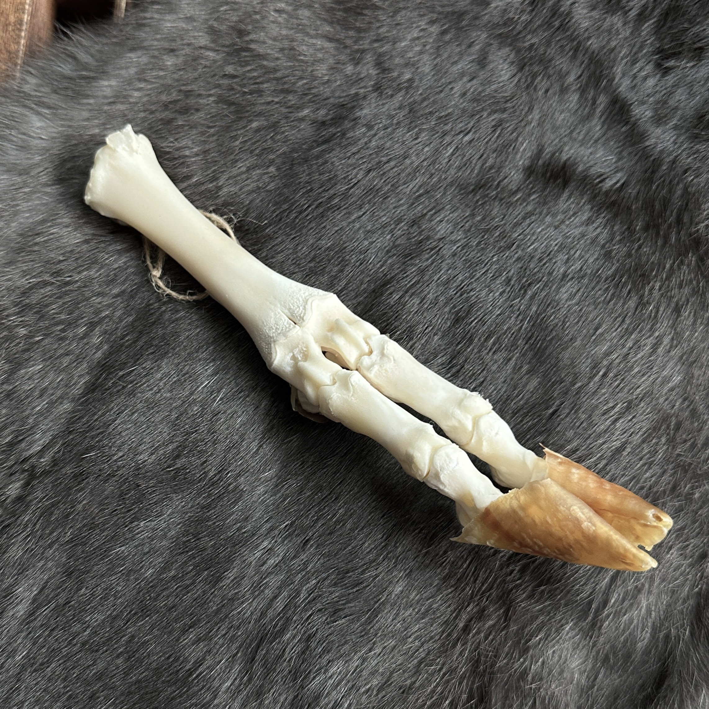 TinyGoatArticulation.jpg