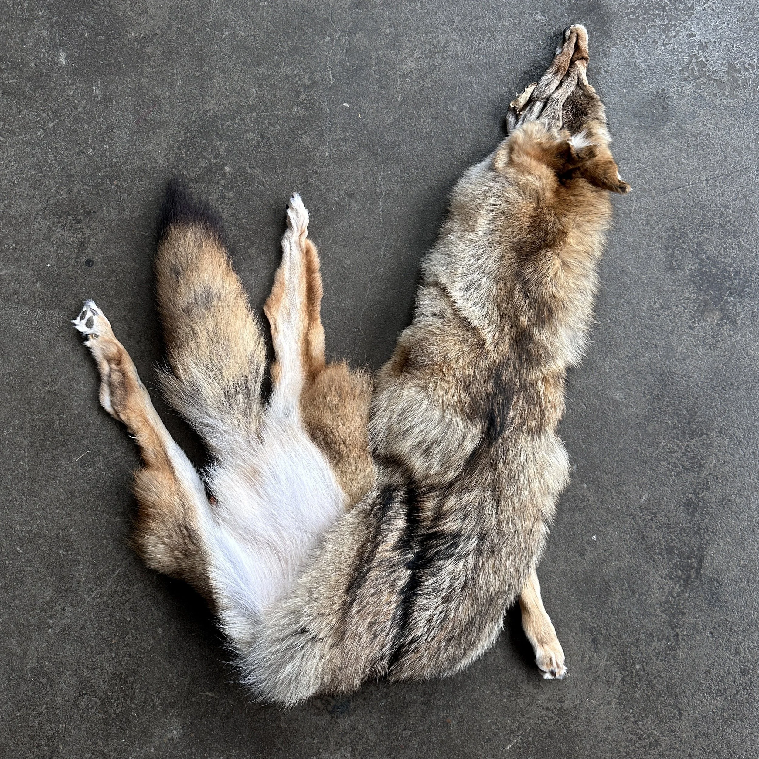CoyoteWithFeet.jpg