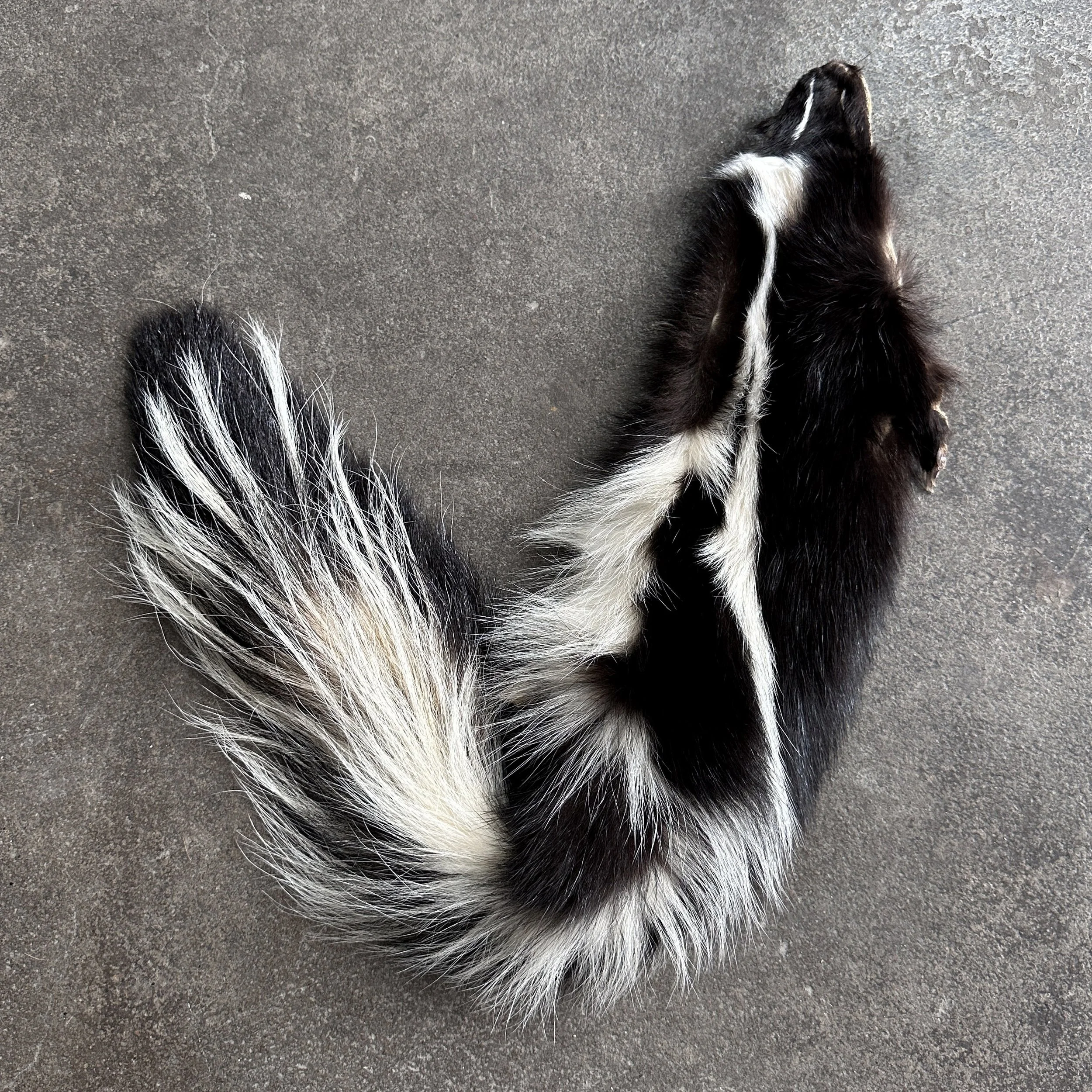 SkunkPelt_wFeet.jpg