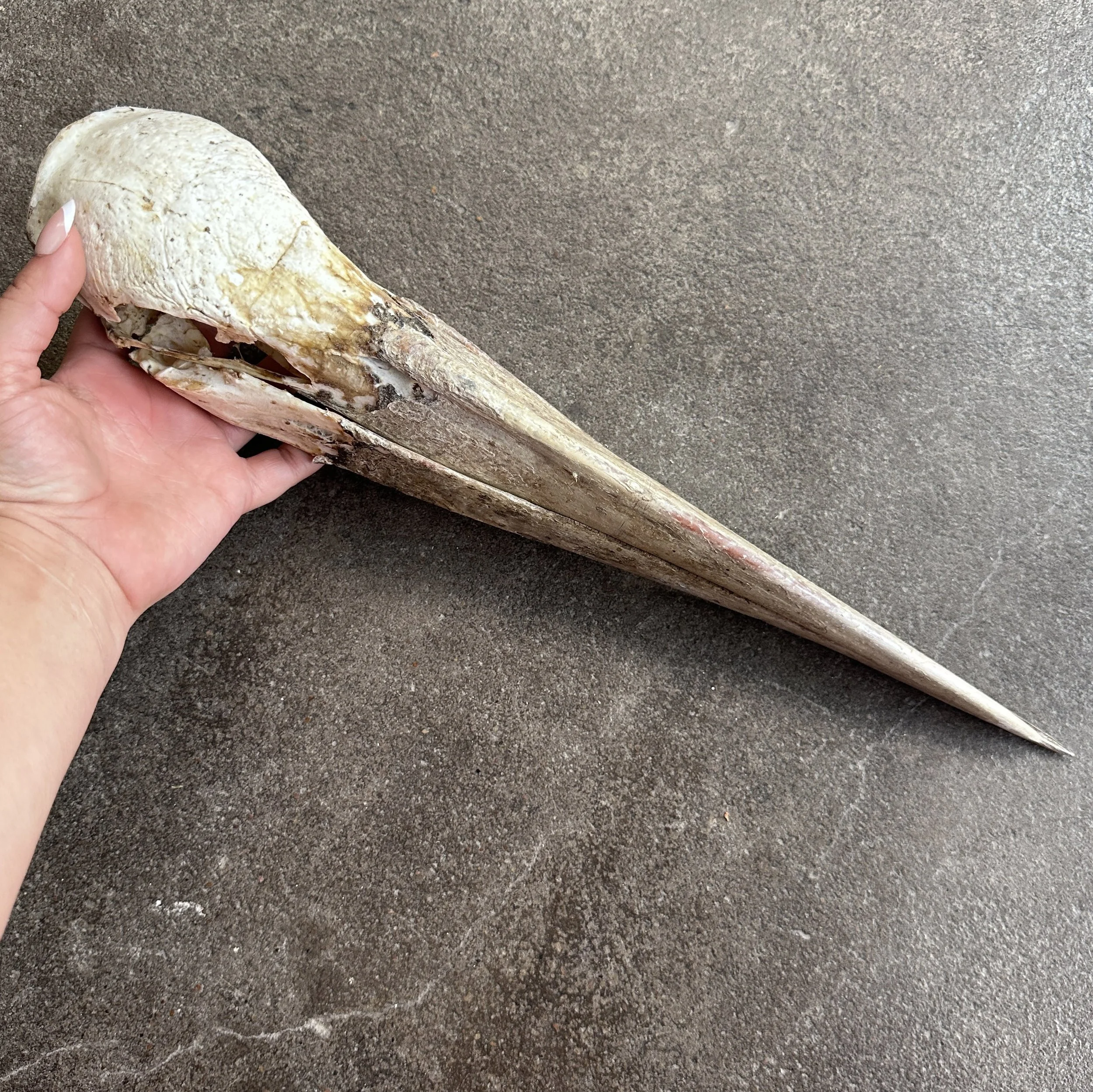 Stork2.jpg