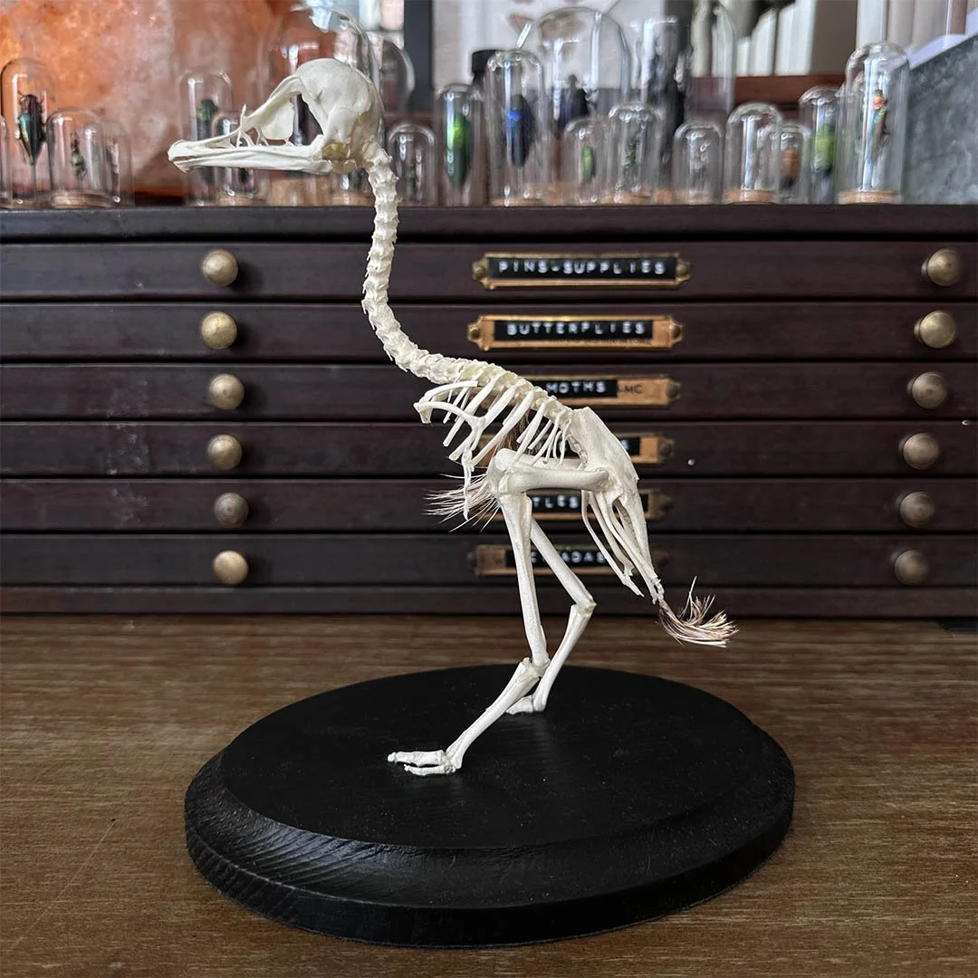 Ostrich2.jpg