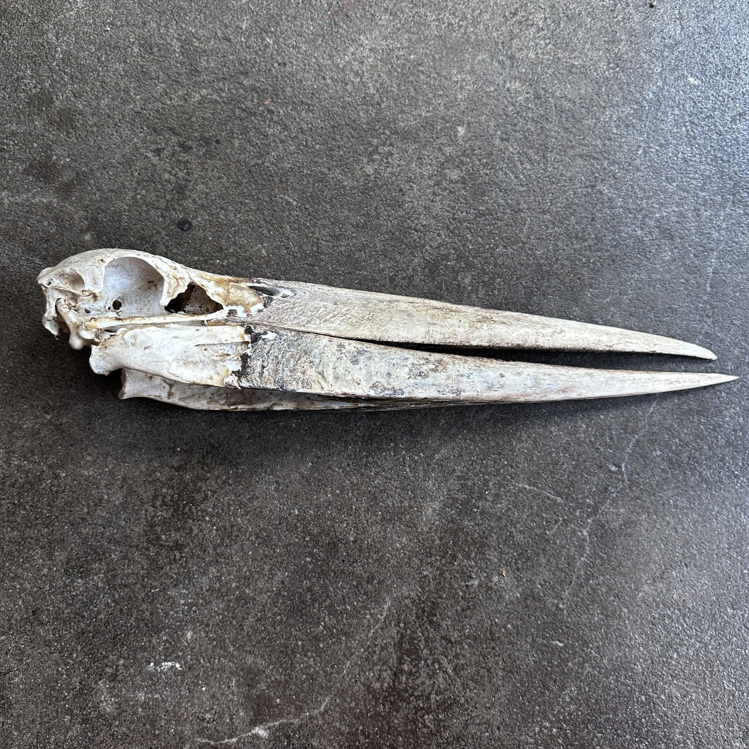 StorkSkull.jpg