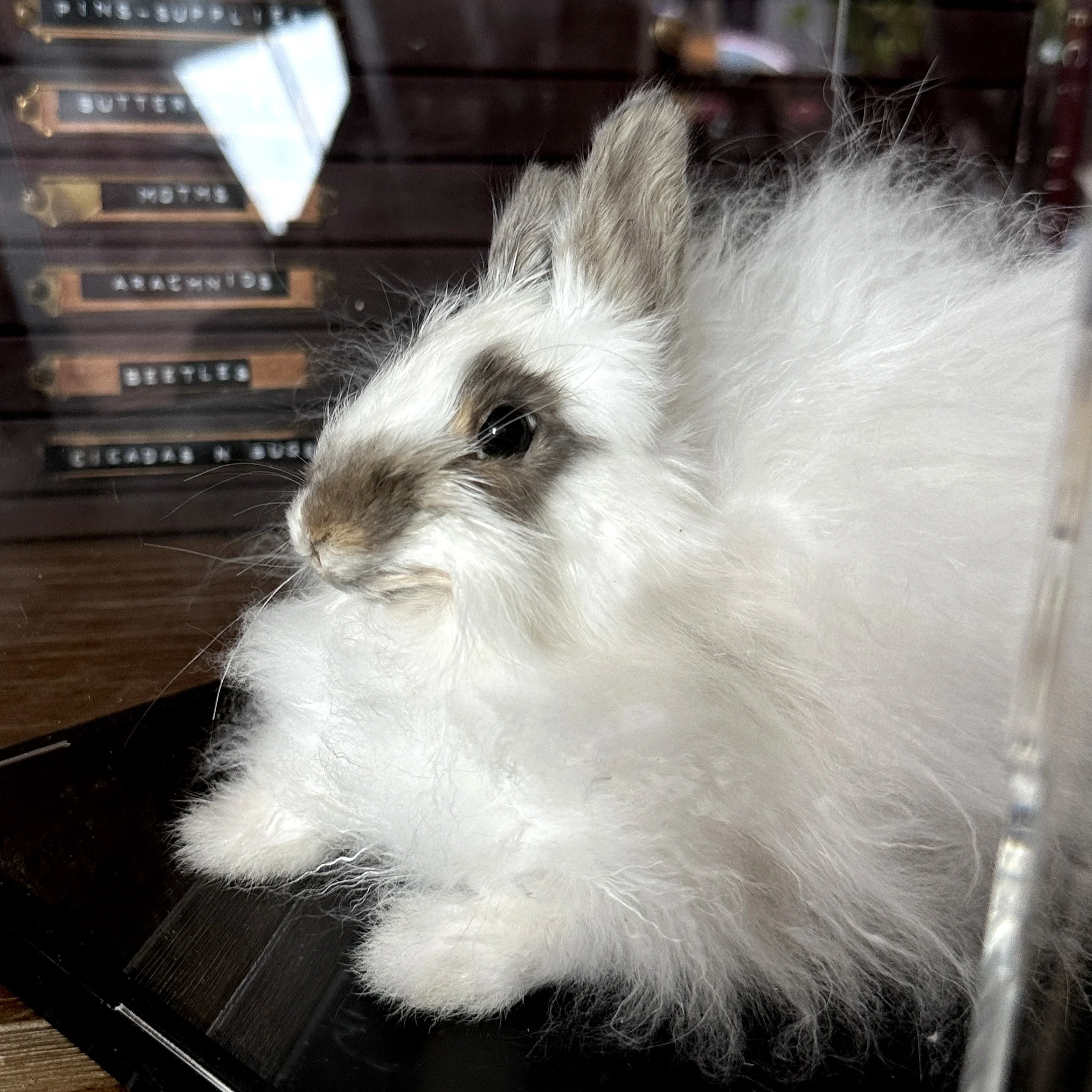 Angora2.jpg