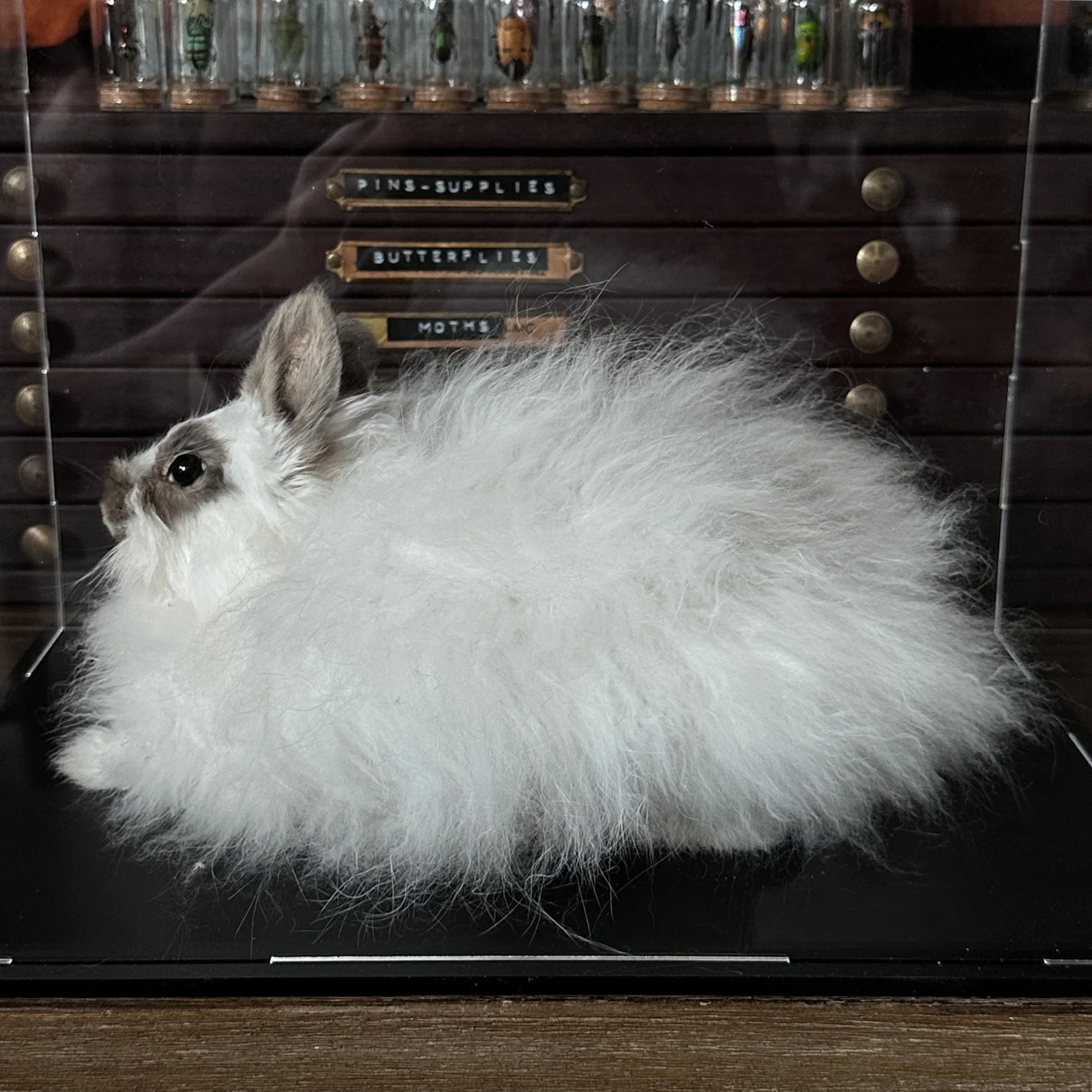 Angora1.jpg