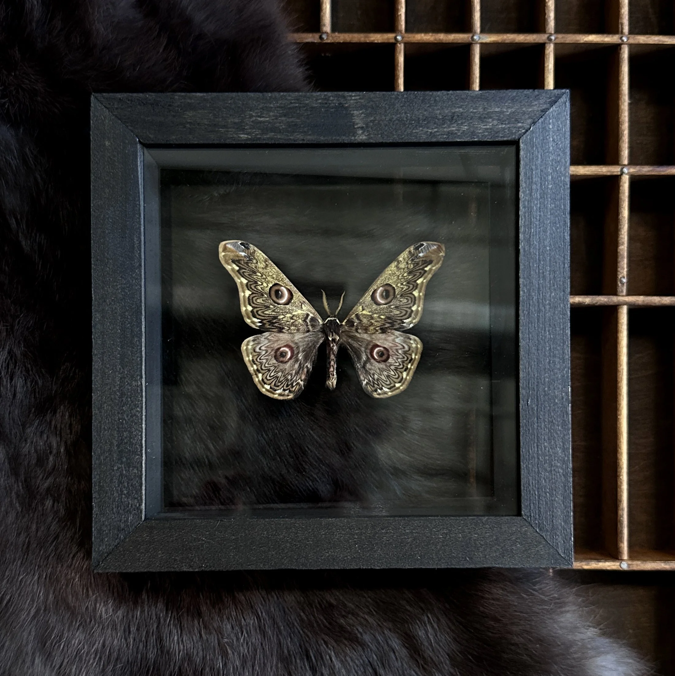 CaliculaannaSaturn Moth.jpg