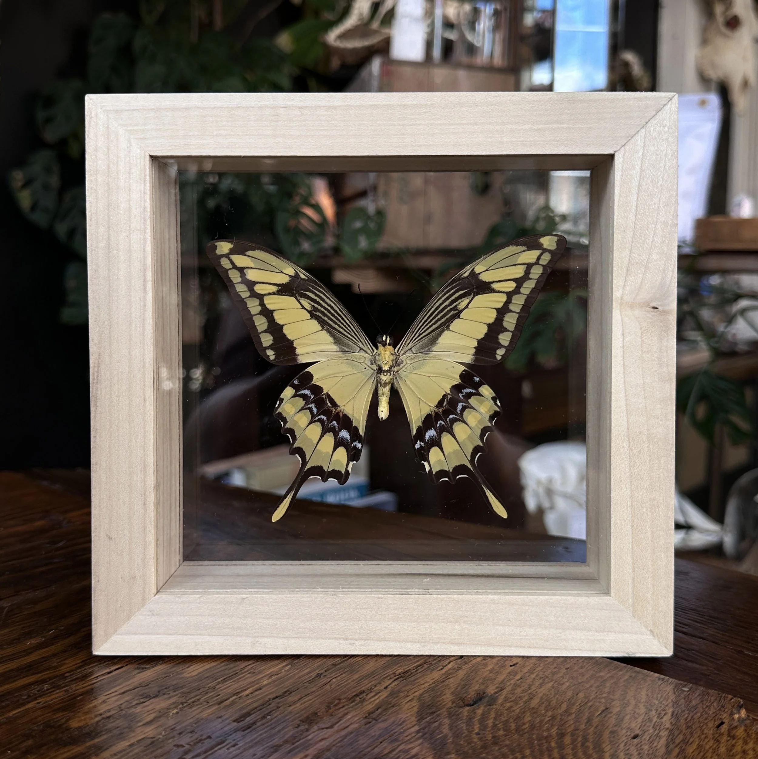 YellowButterfly.jpg
