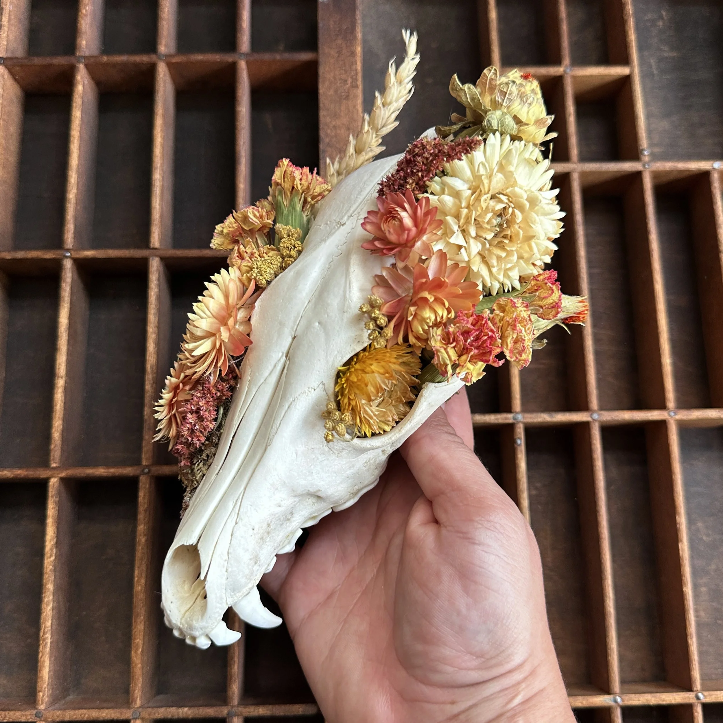CoyoteAdornedSkull.jpg