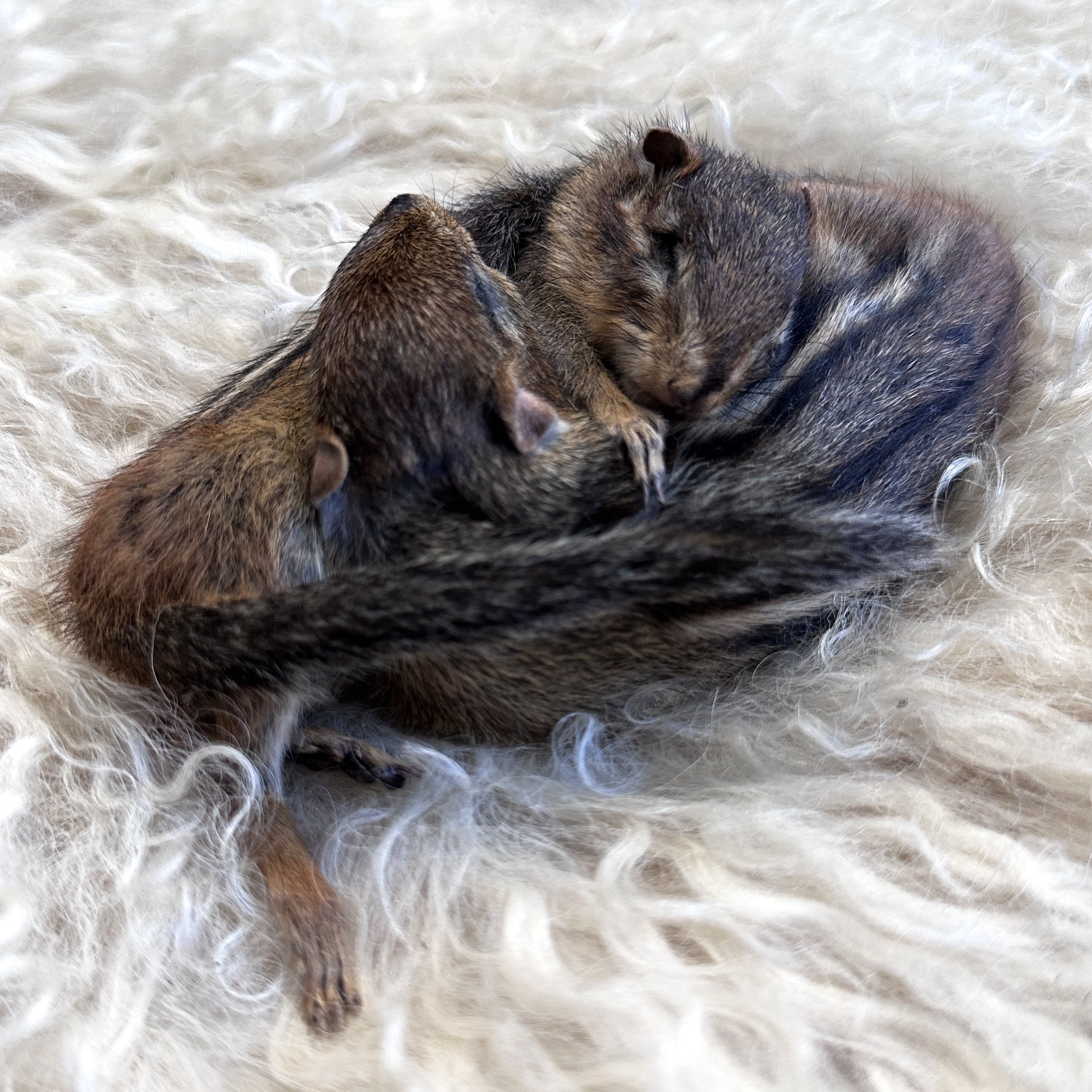 SleepingChipmunks2.jpg