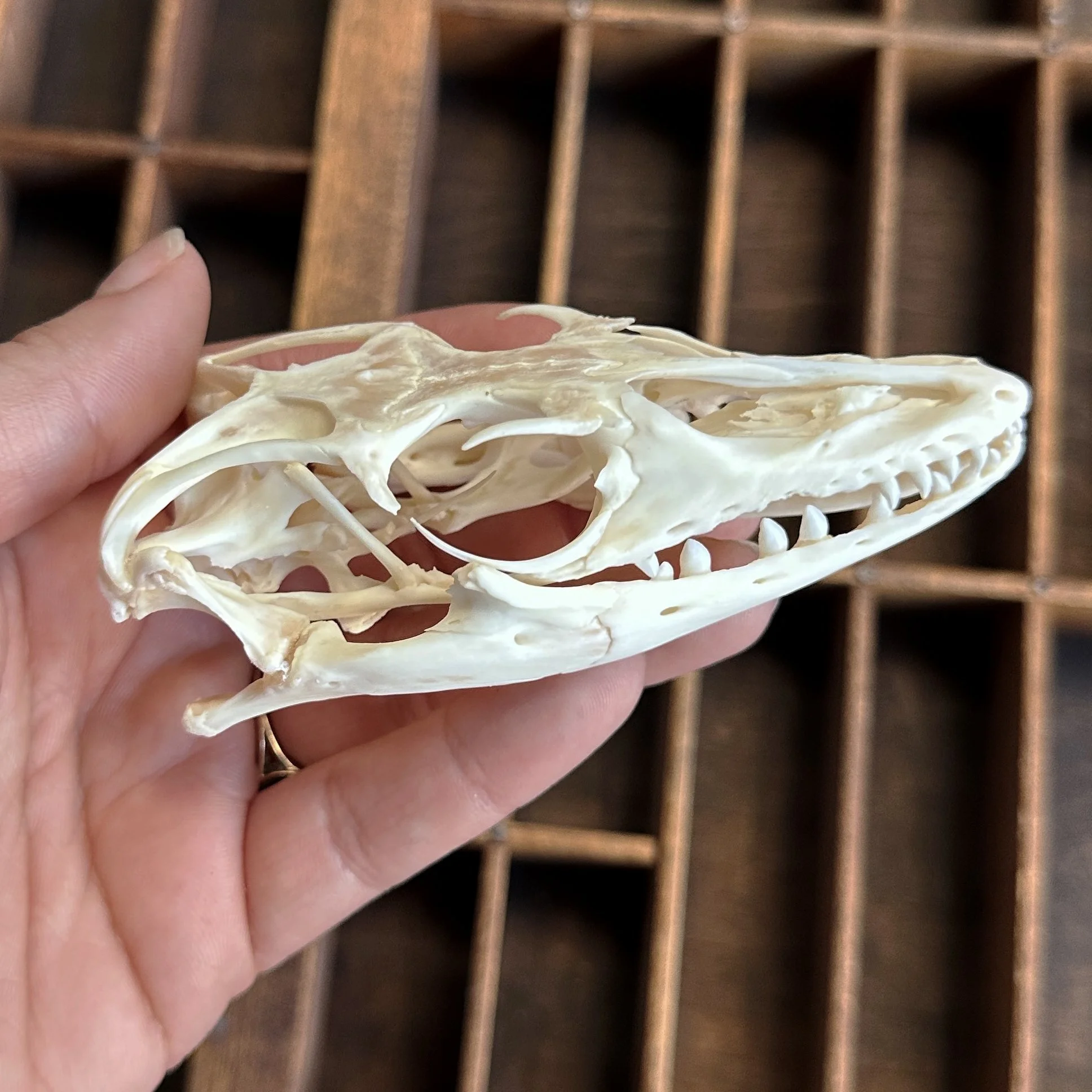 MonitorLizardSkull2.jpg