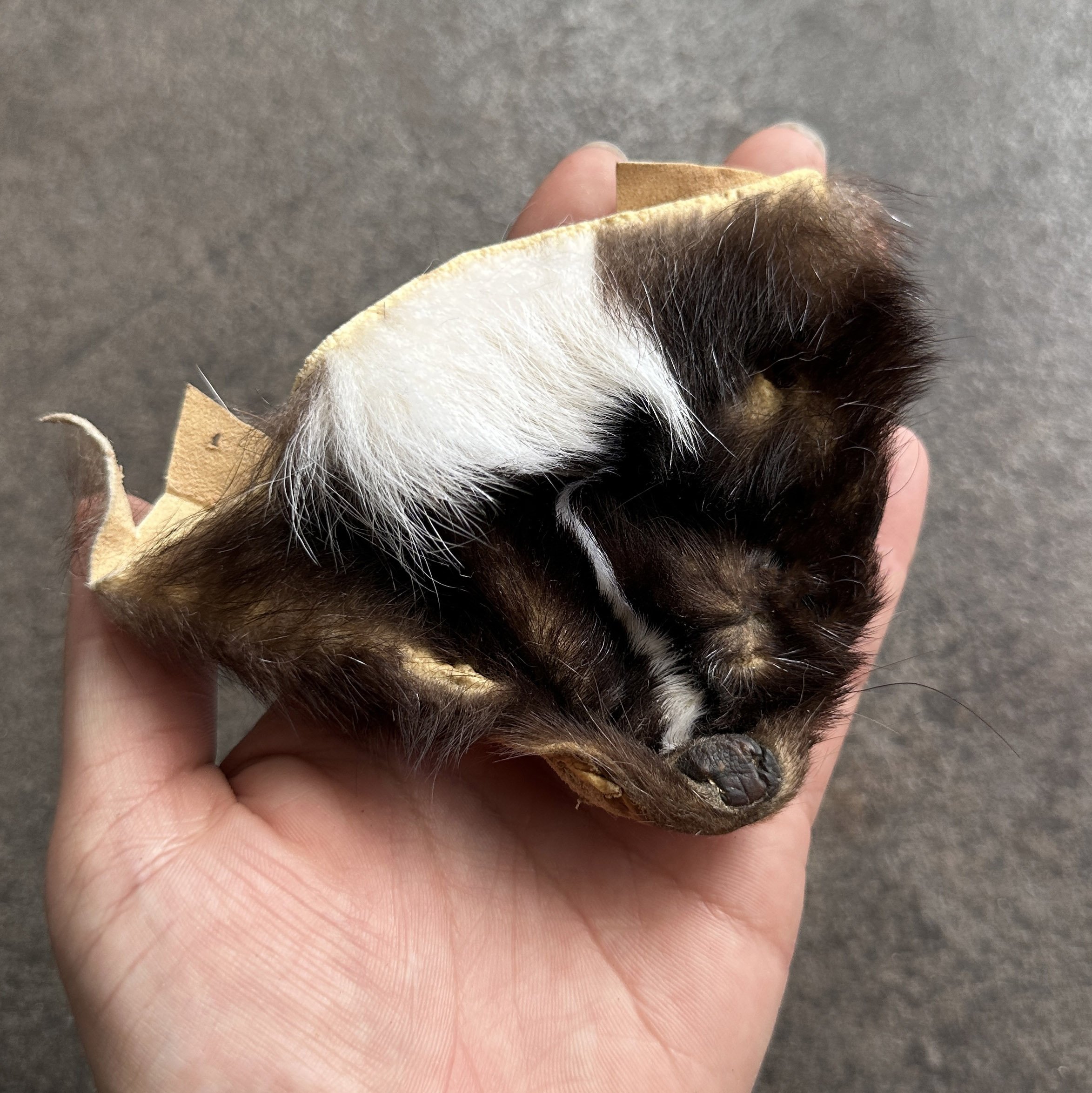 SkunkFacePelt.jpg