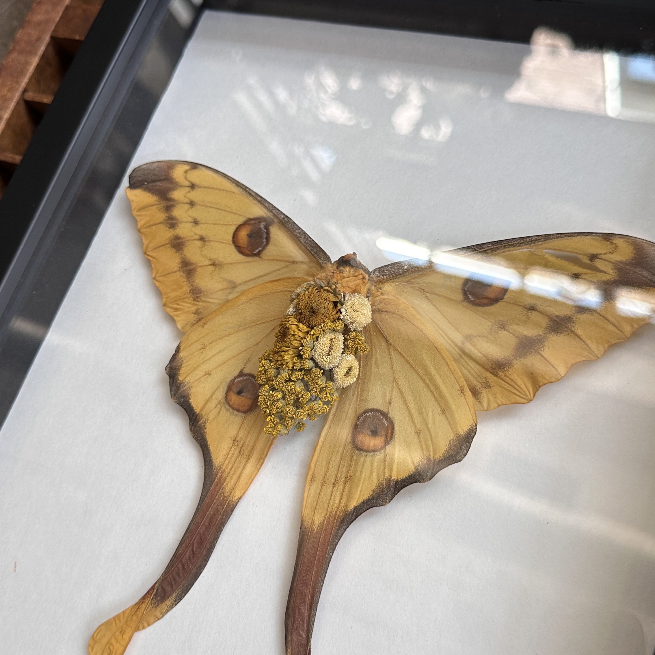YellowMoth2.jpg