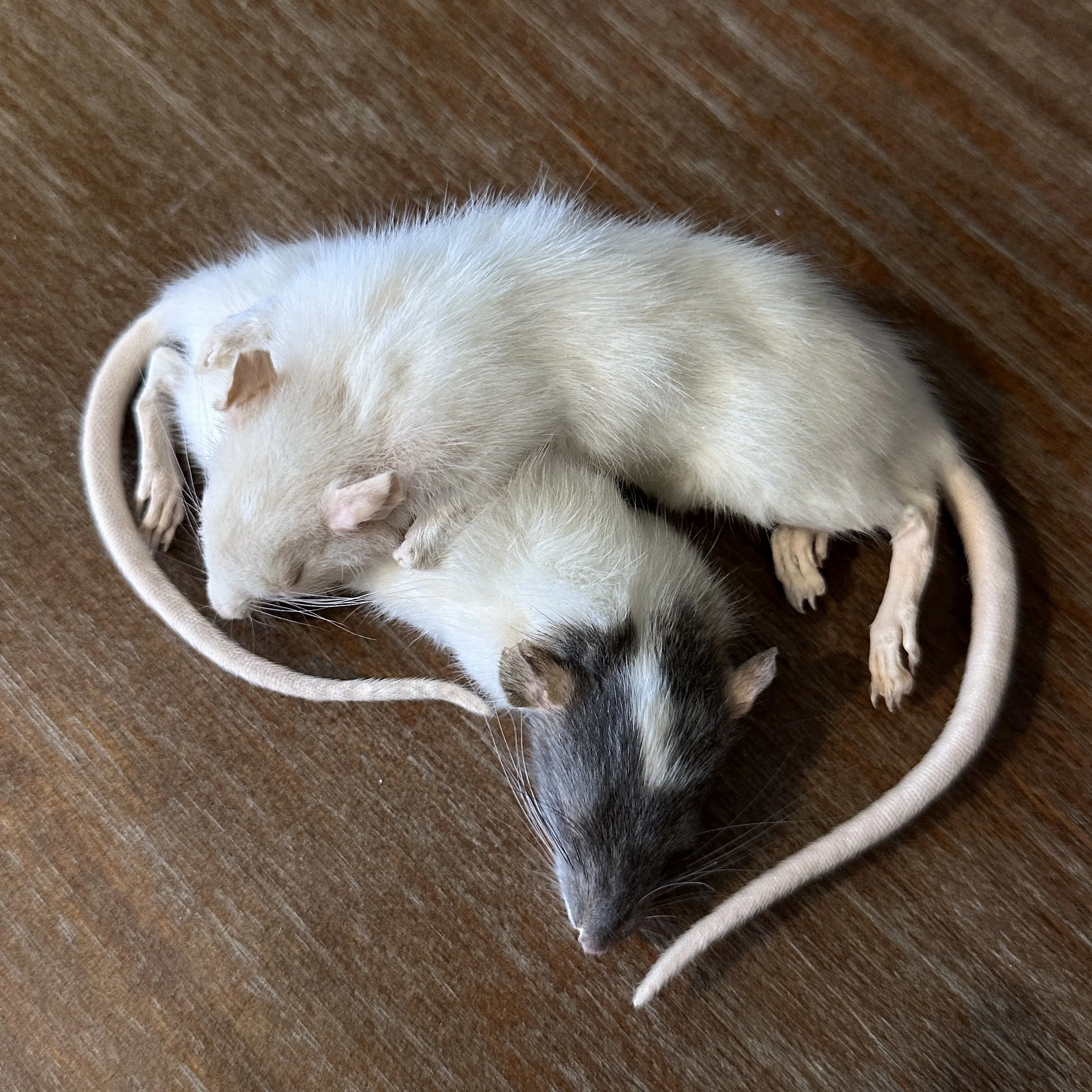 SleepyRats2.jpg