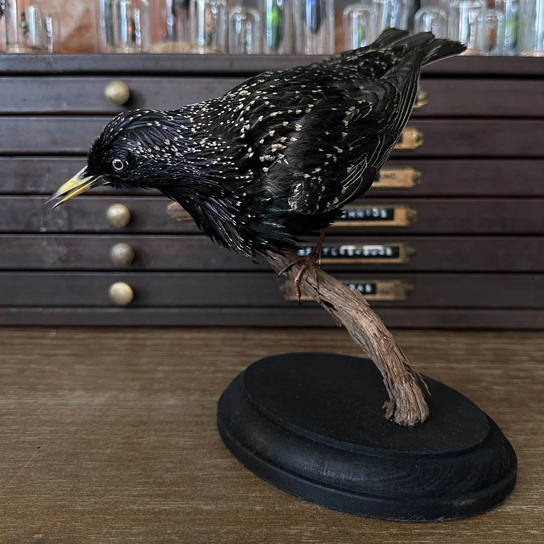 Starling2.jpg