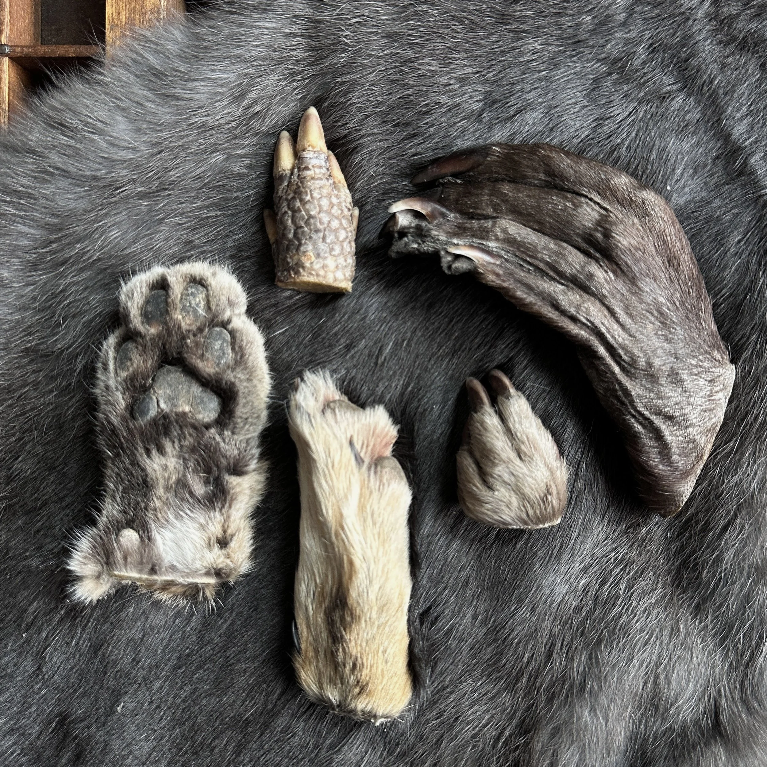 Paws.jpg