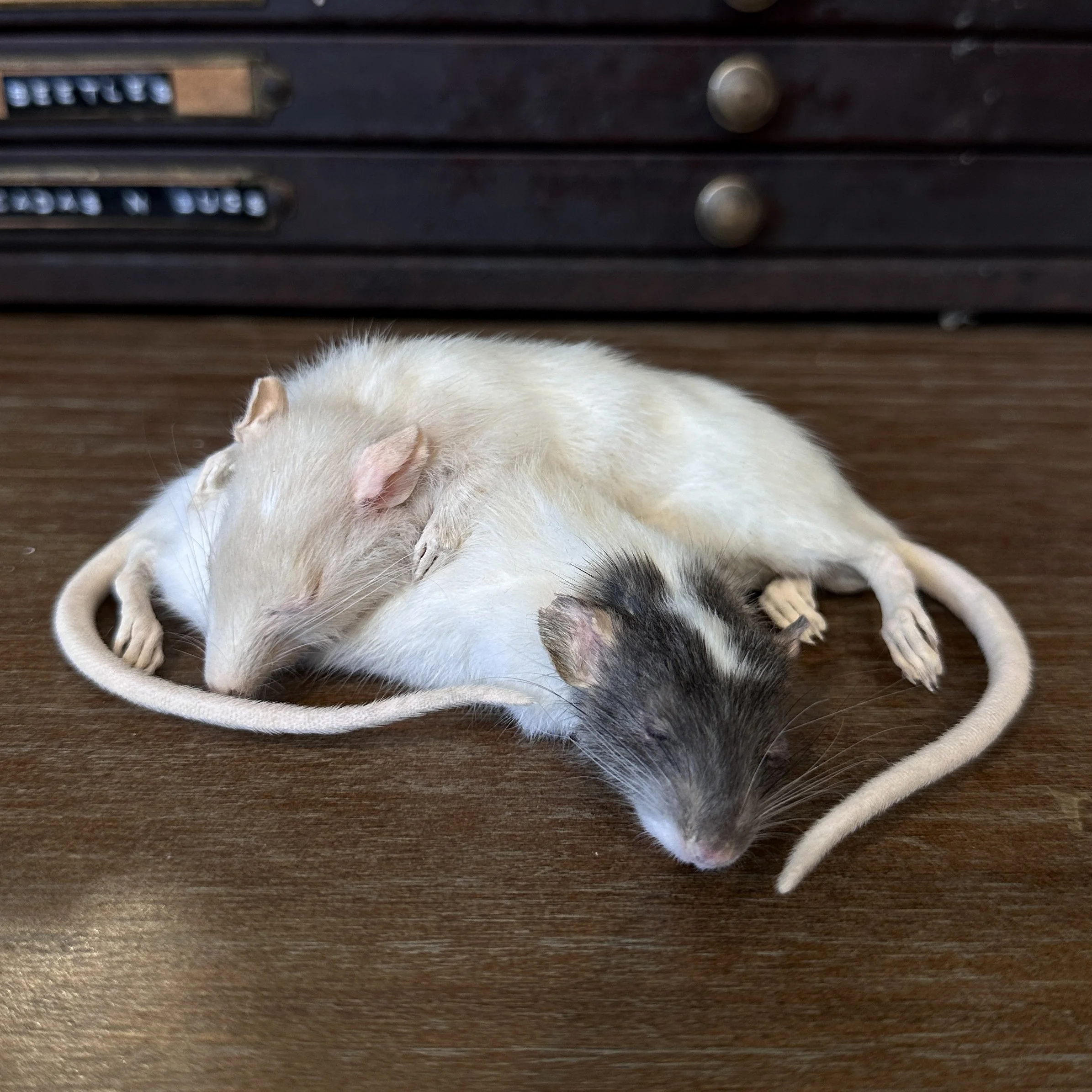 SleepingRats.jpg