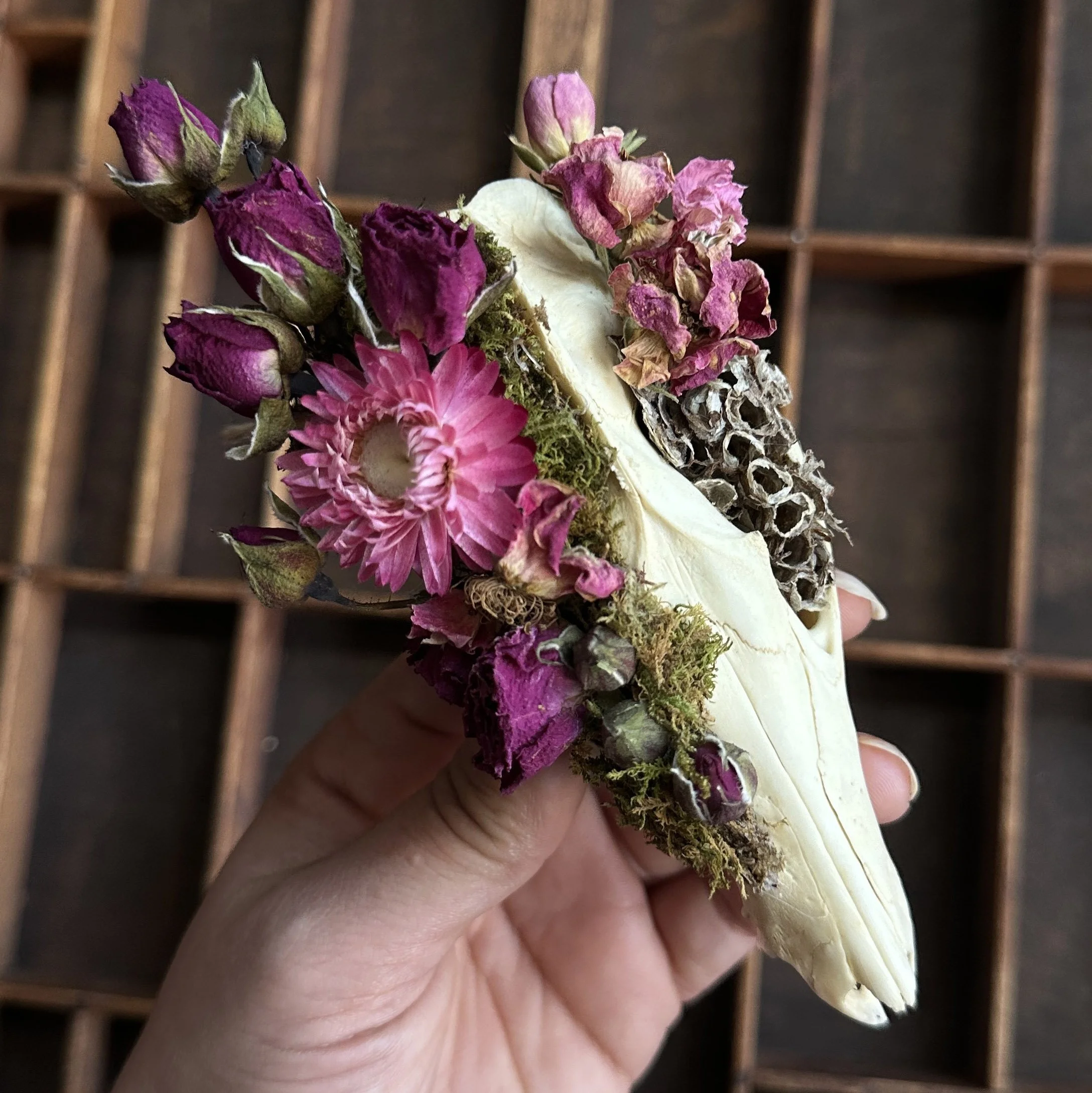 AdornedPossumSkull.jpg