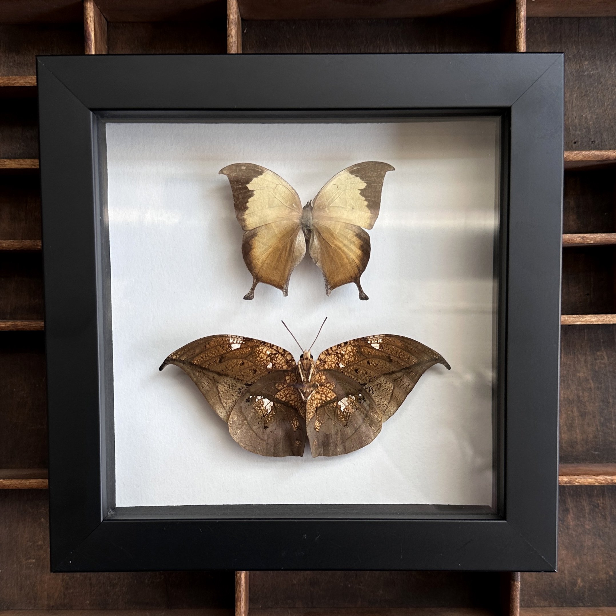 LeafBugs.jpg