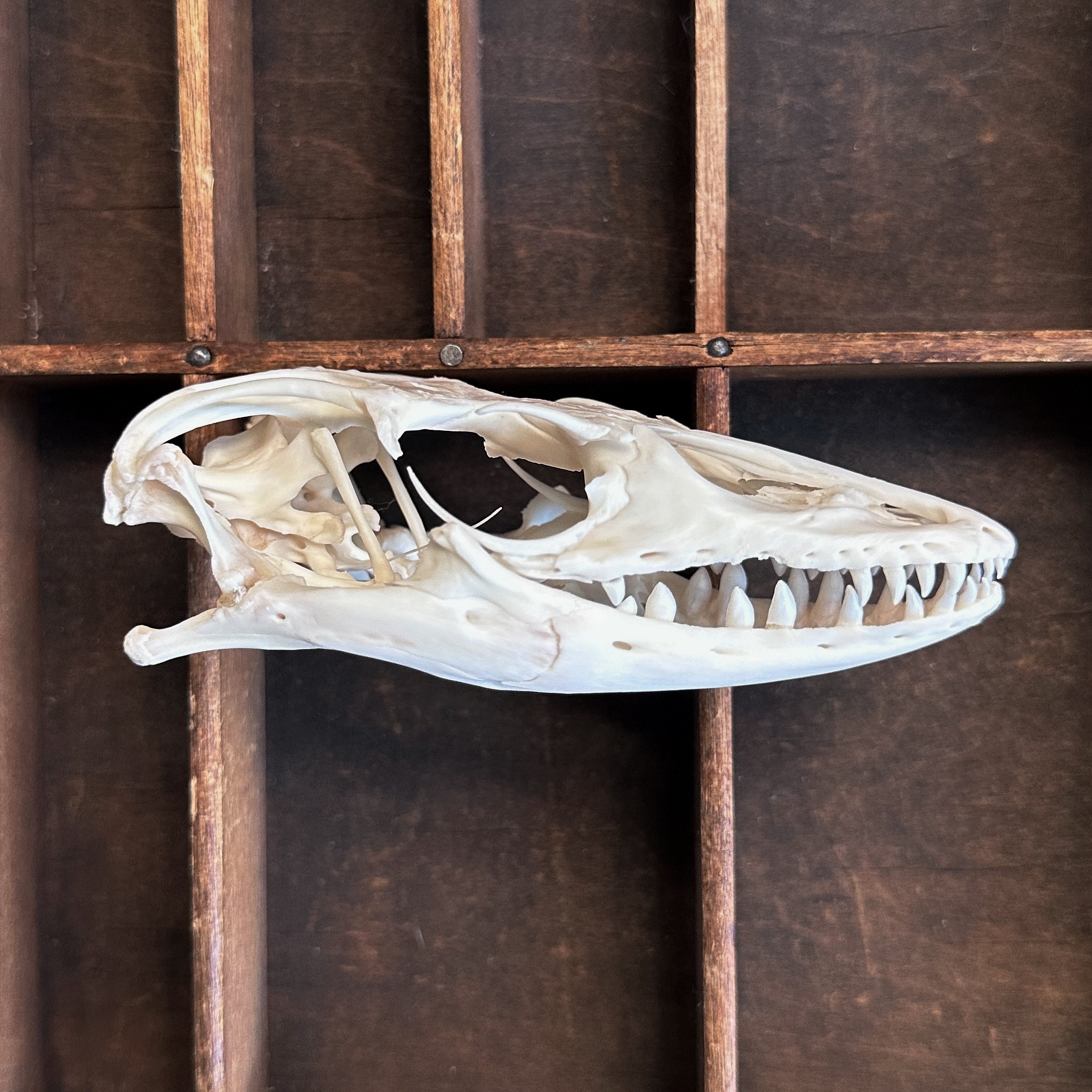MonitorLizardSkull.jpg