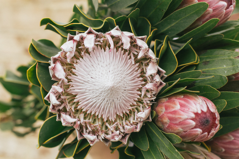 Petal Flower Company // Lynchburg, VA 