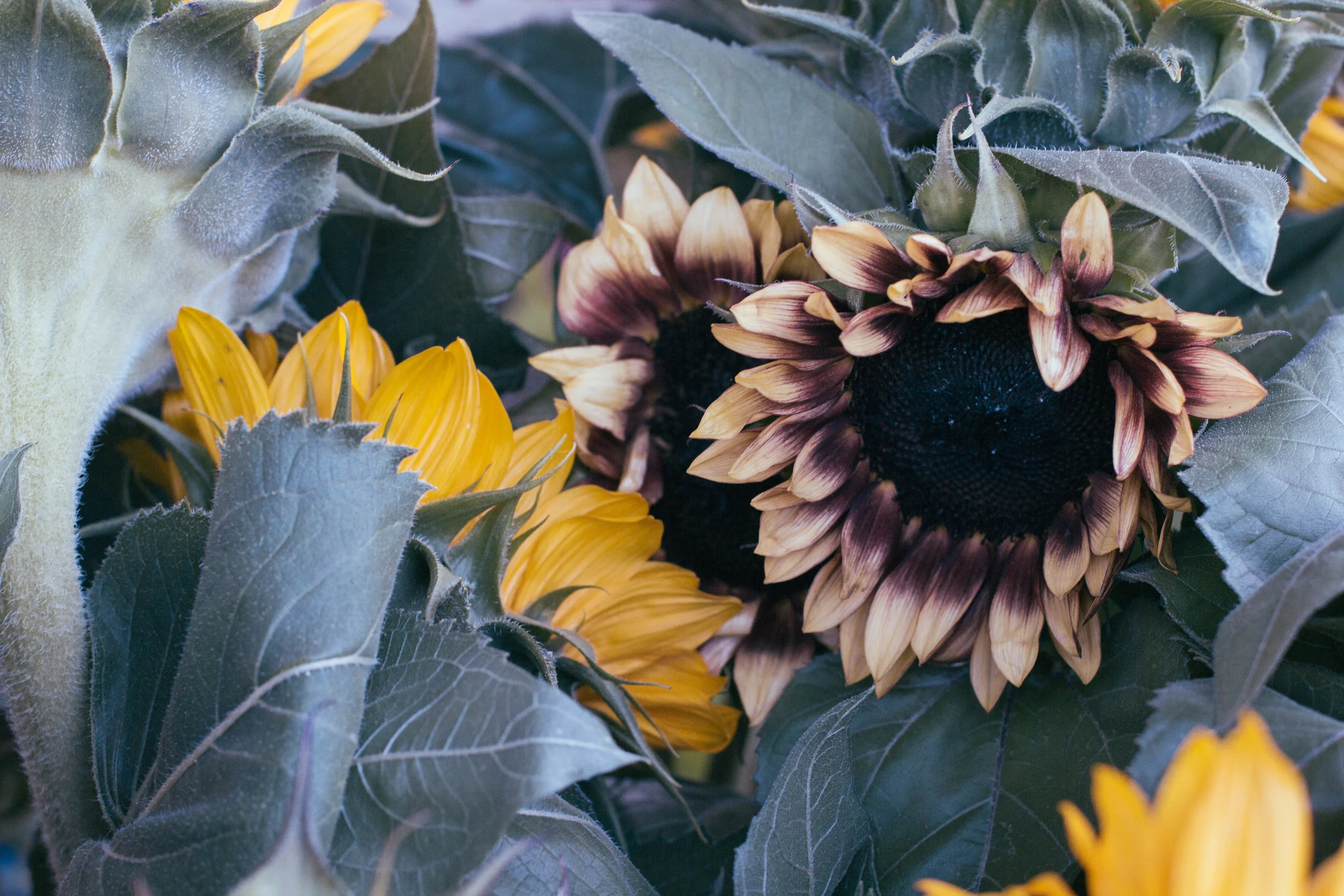 Irvington Spring Farm // Lynchburg, VA 