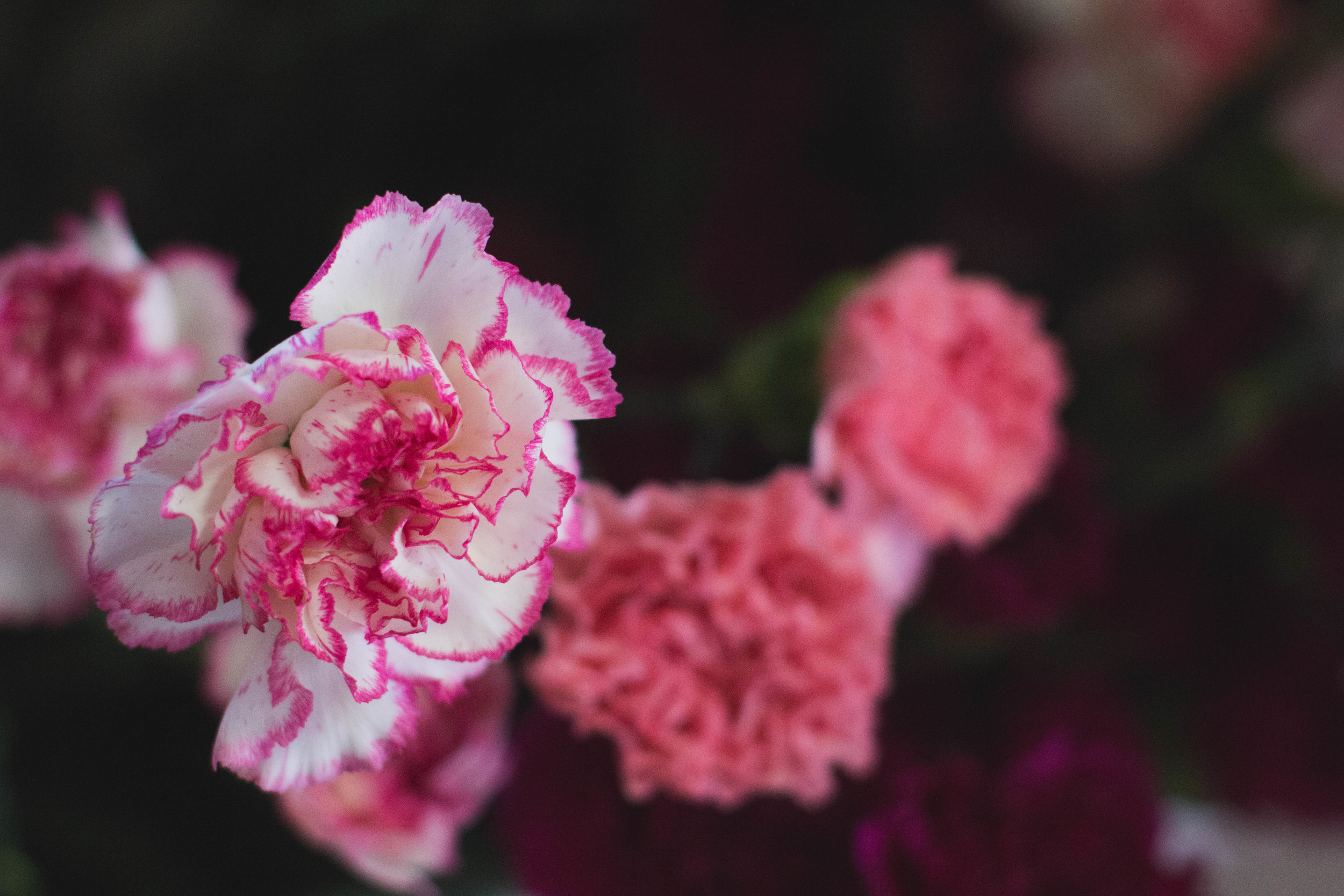 Catherine's Flower Shop // Lynchburg, VA