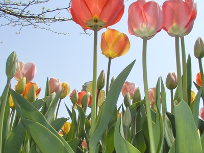 Camden Children's Garden