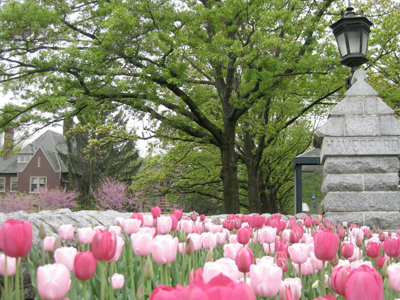 Haverford College Arboretum