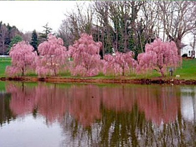 Henry Schmieder Arboretum