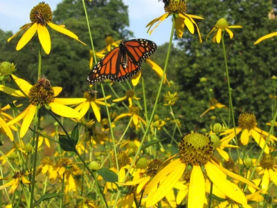 Bowman's Hill Wildflower Preserve