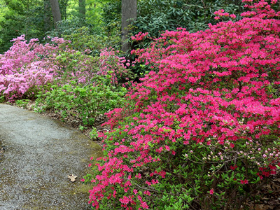 Jenkins Arboretum & Gardens