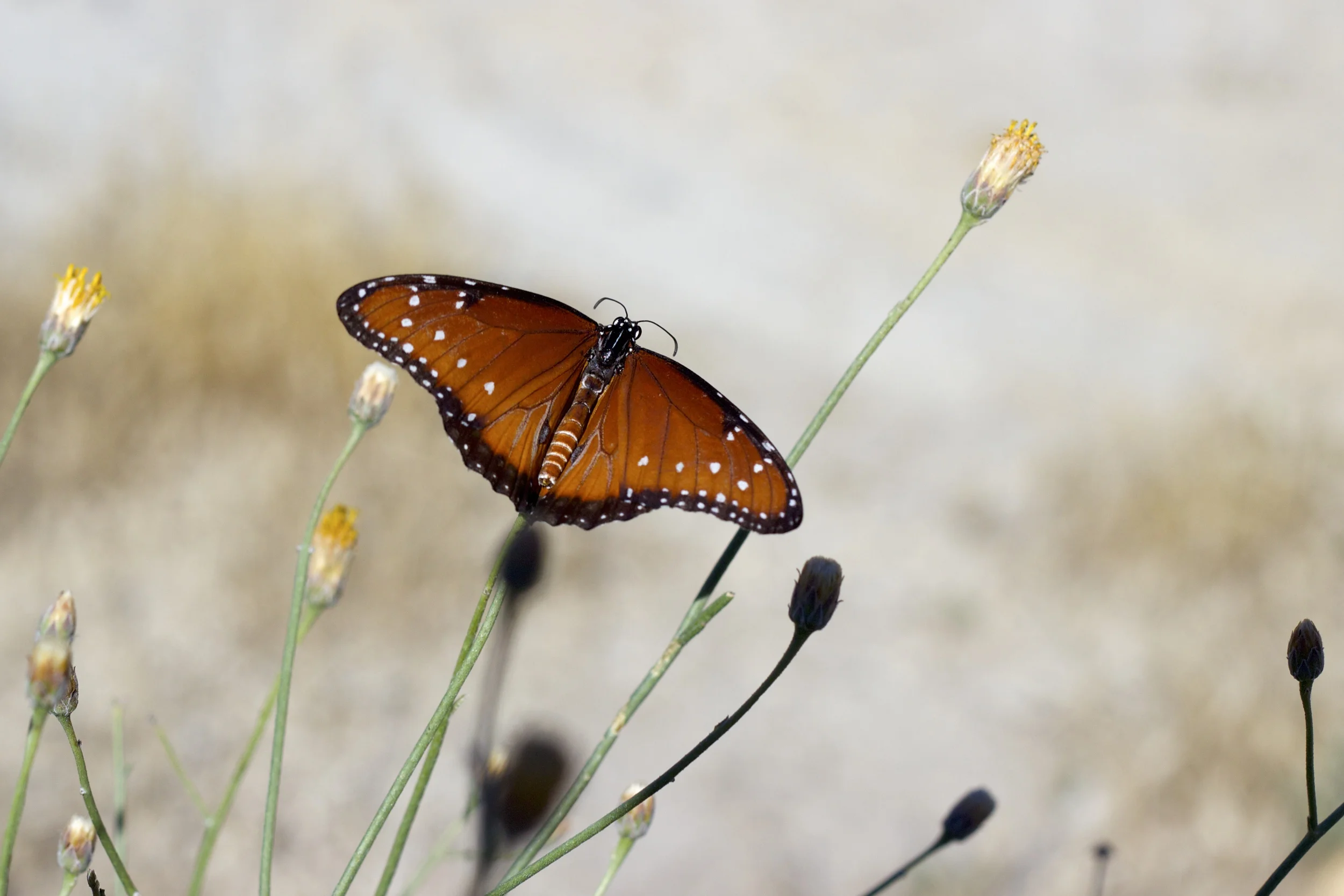 "Anza-Borrego Monarch"