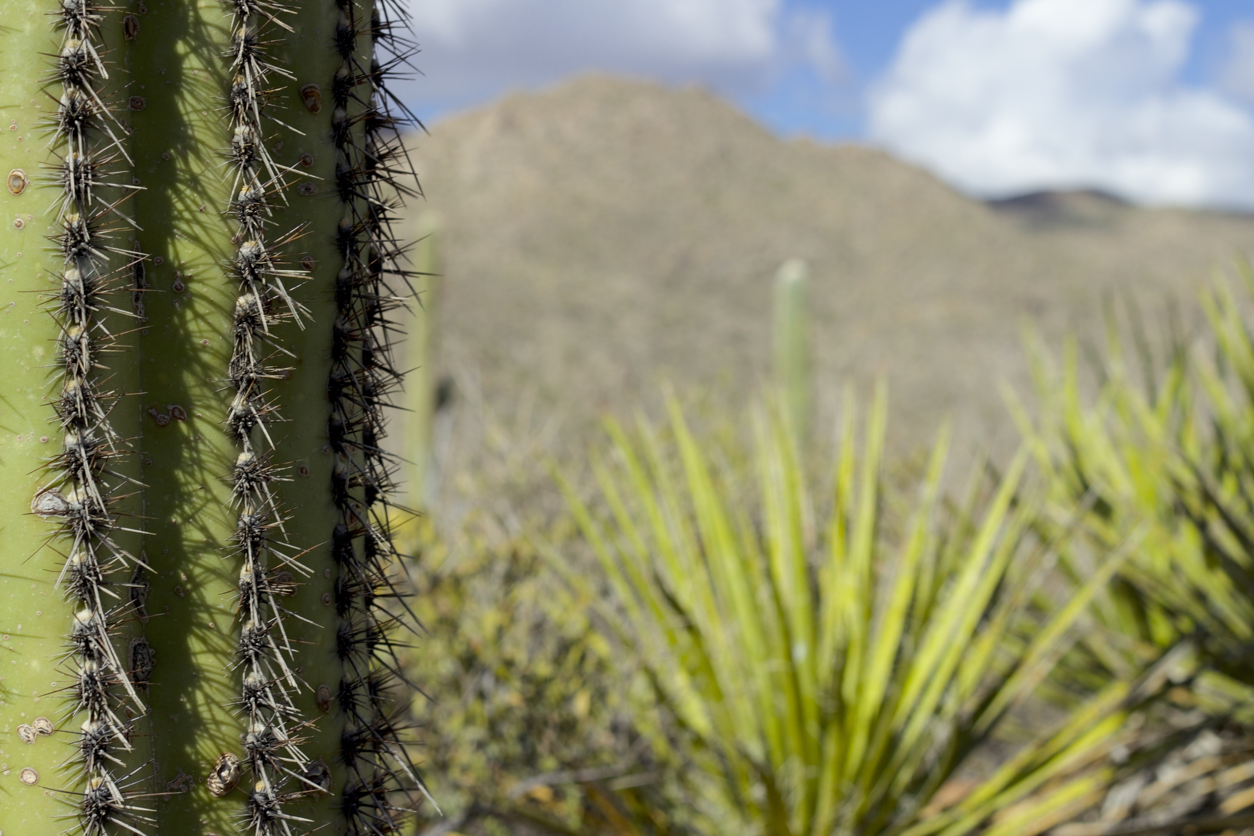 "Burro Canyon Saguaro"