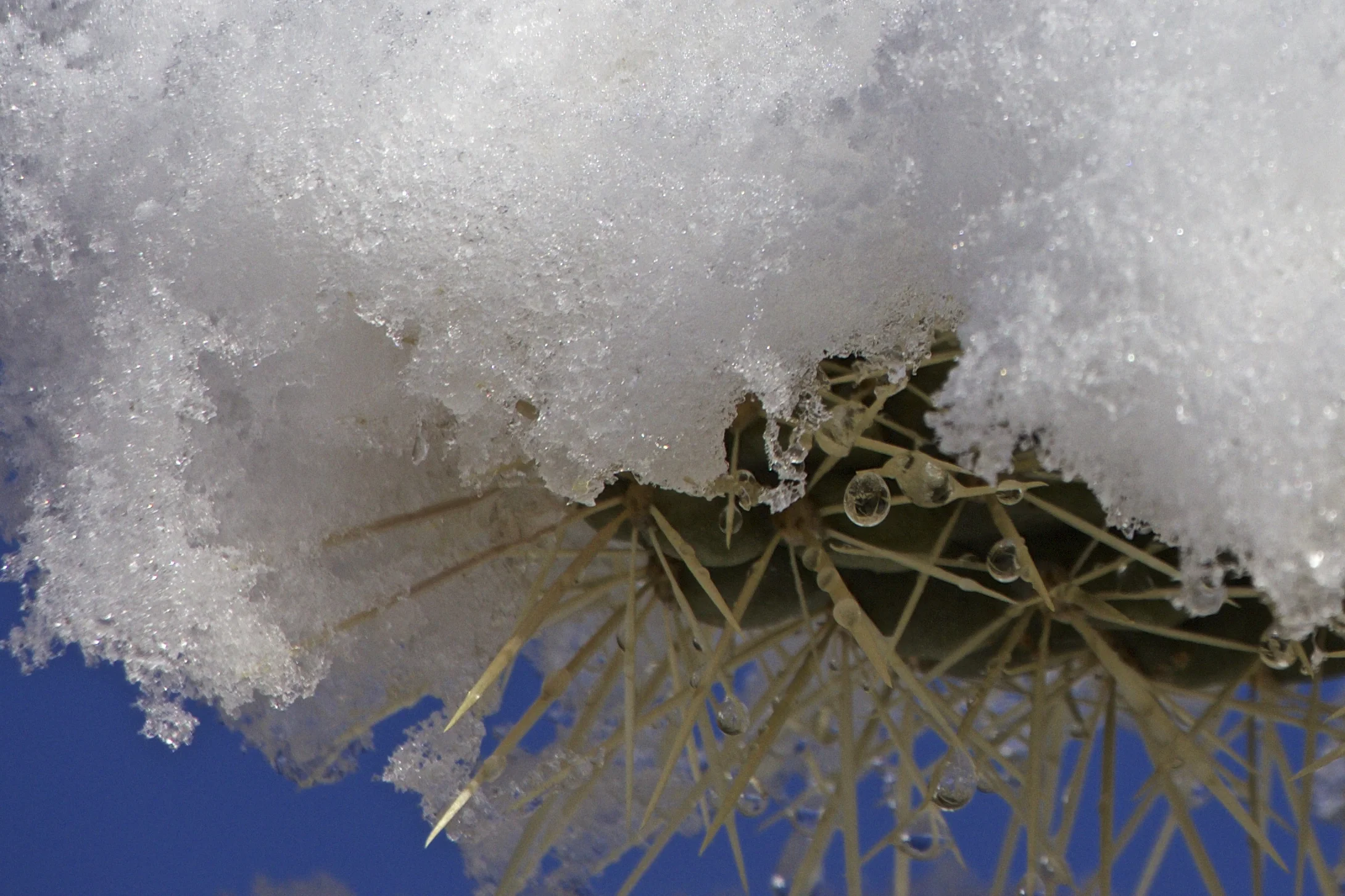 "Morning Snow on Cactus Spines #2"