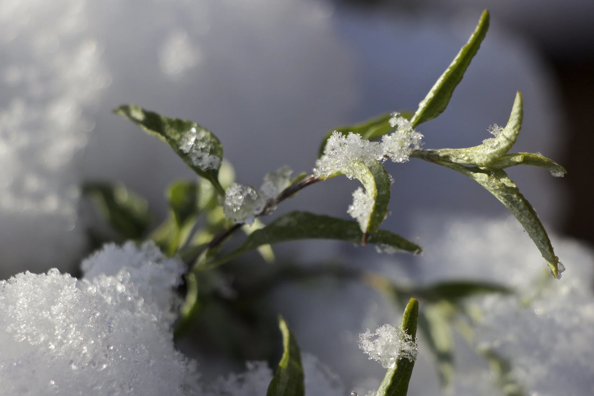 "Snow on a Bush"