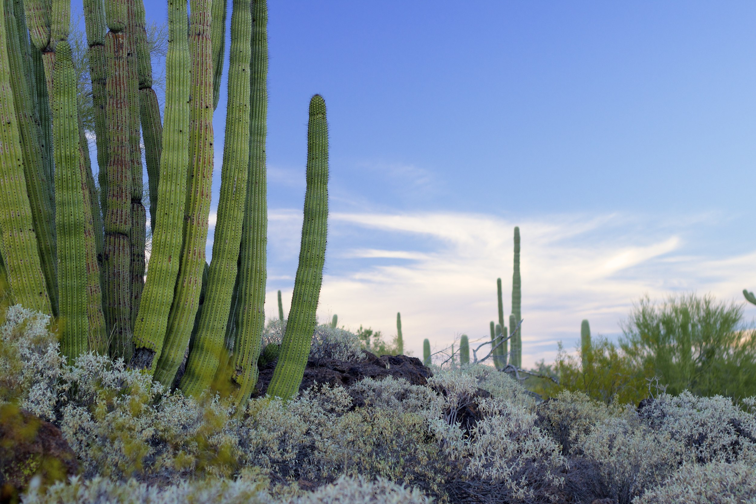 Organ Pipe Cactus Sunset.jpg
