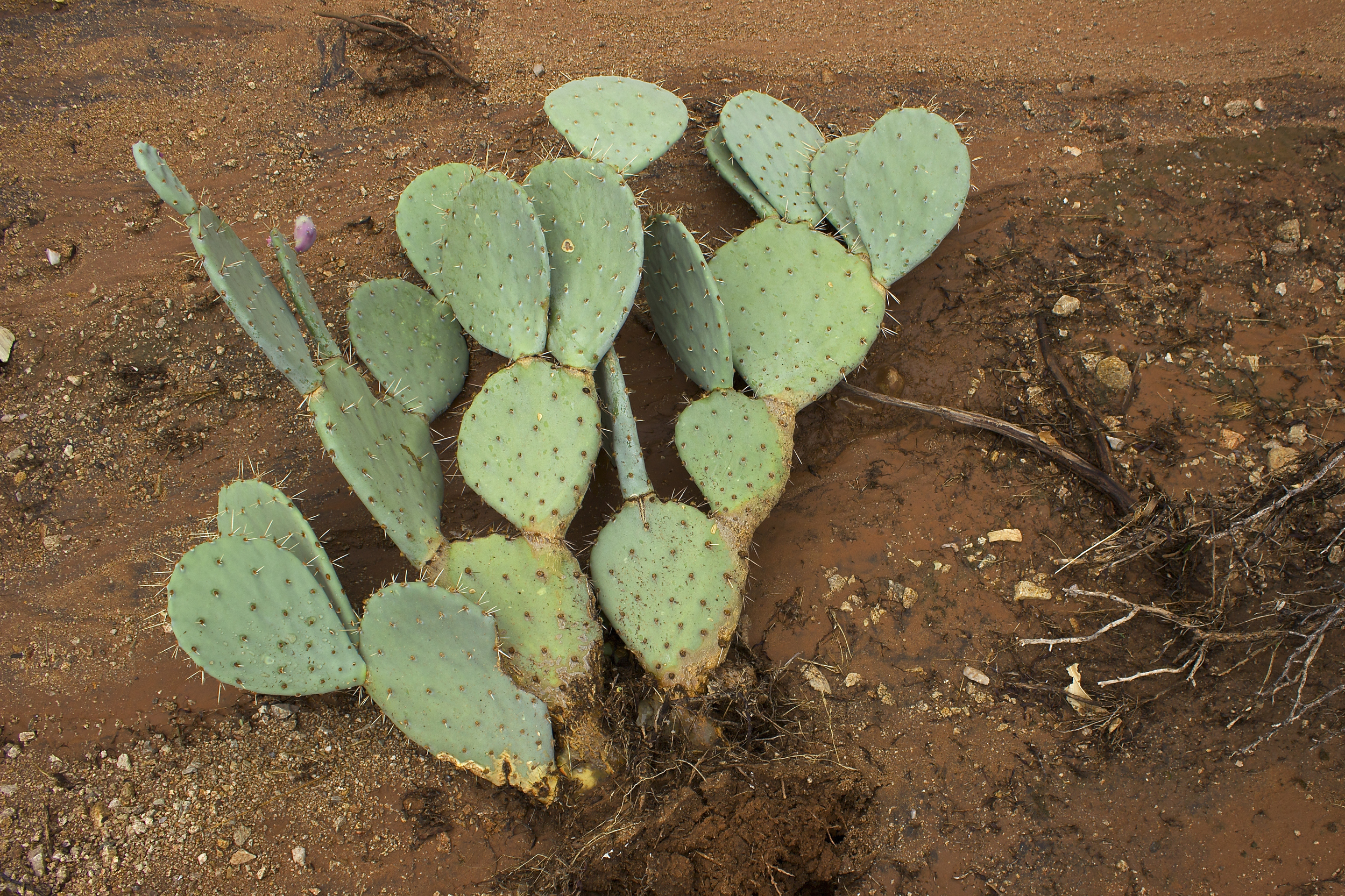 "Monsoon Prickly Pear"