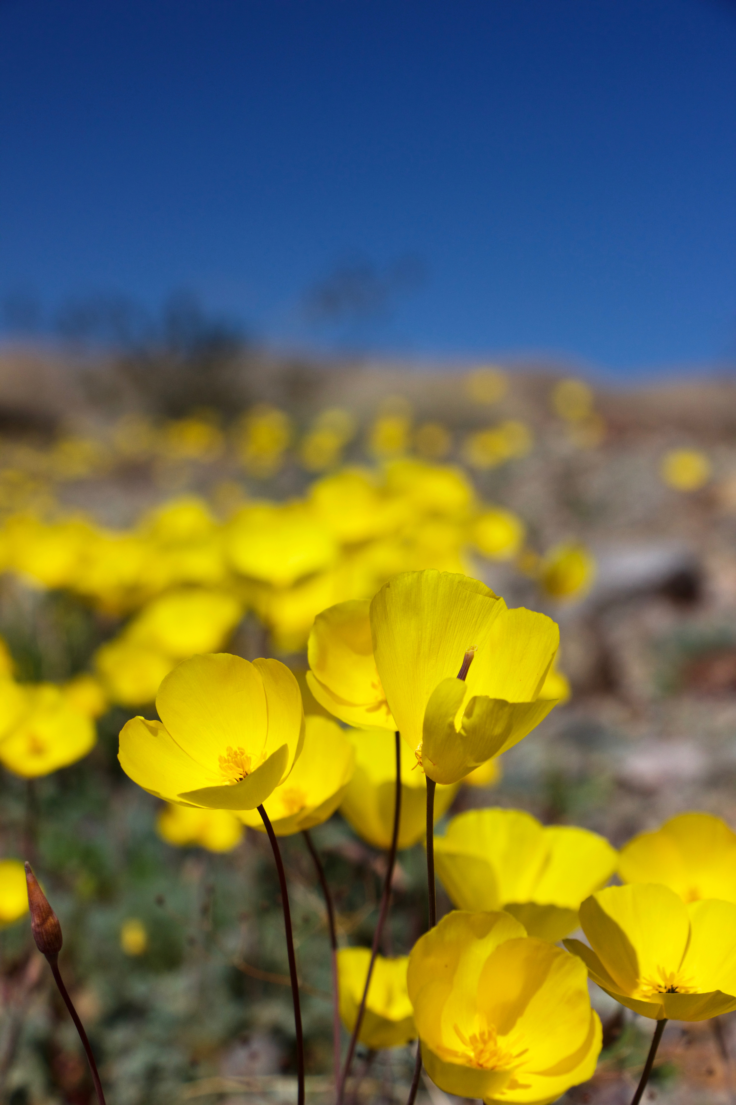 "Death Valley Blue and Yellow"