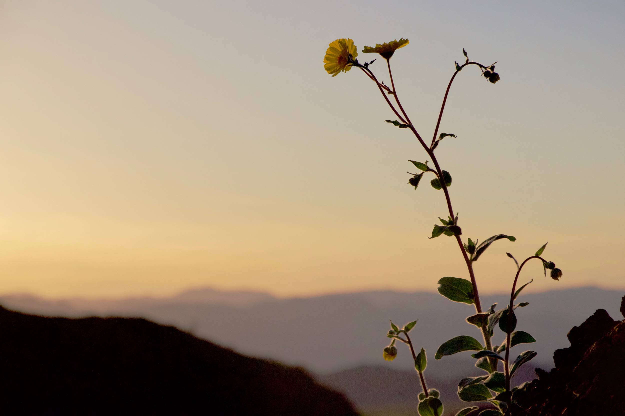 "Desert Sunflower Sunset #2"