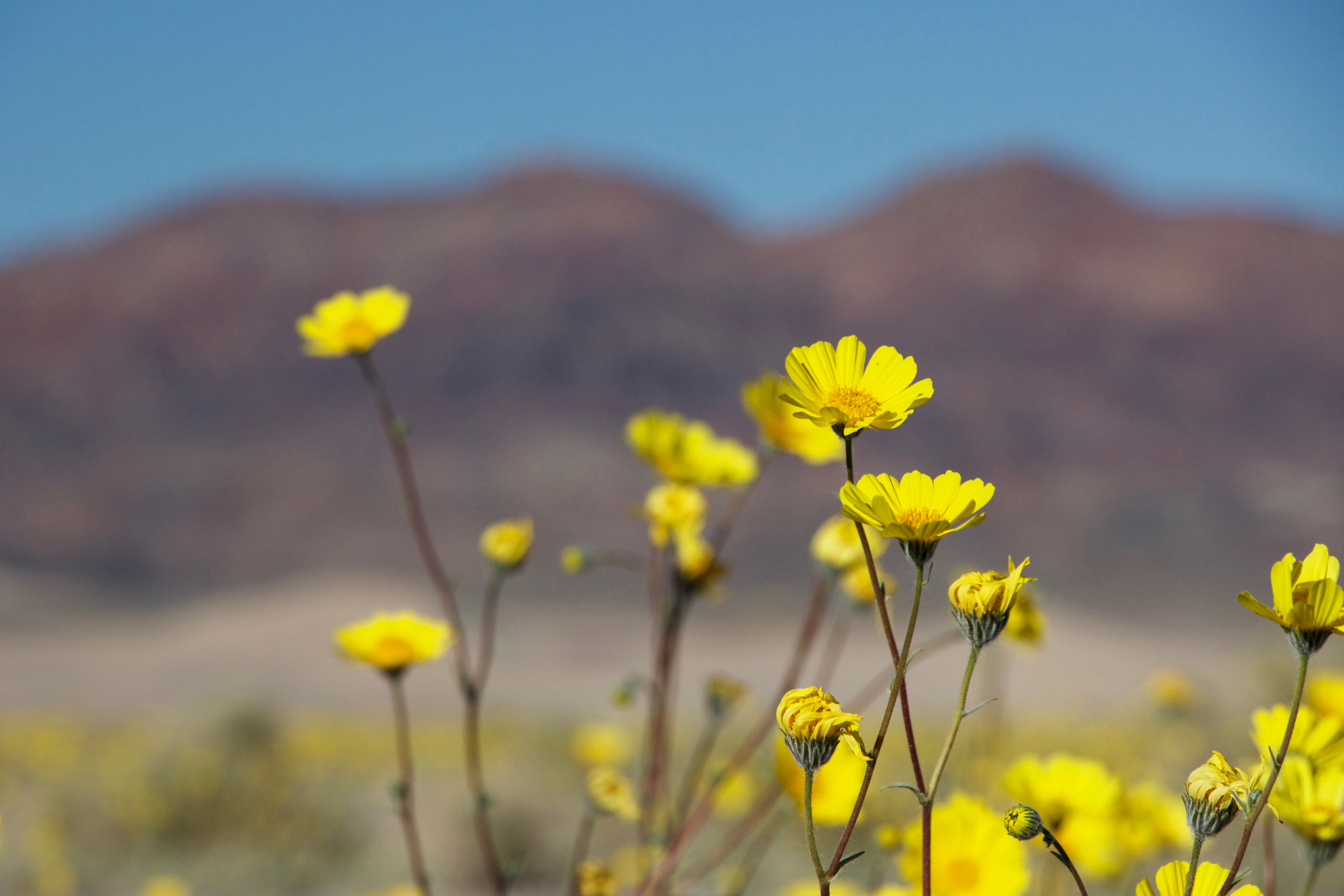 "Ibex Dunes and Desert Sunflowers"