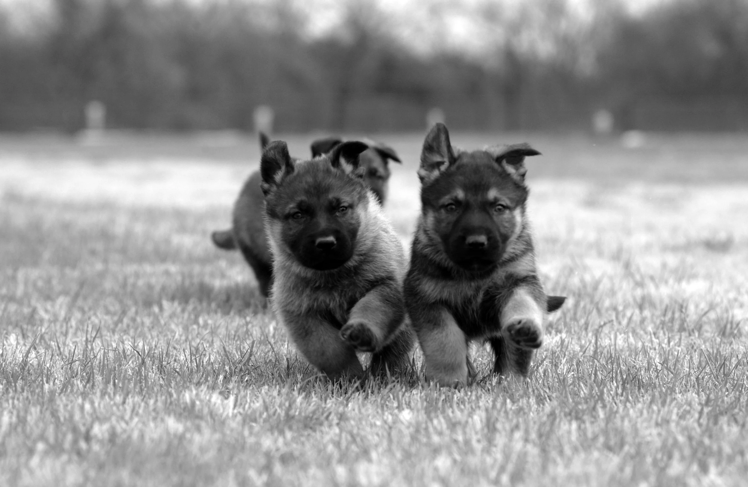 GSD pups running_bw.jpg
