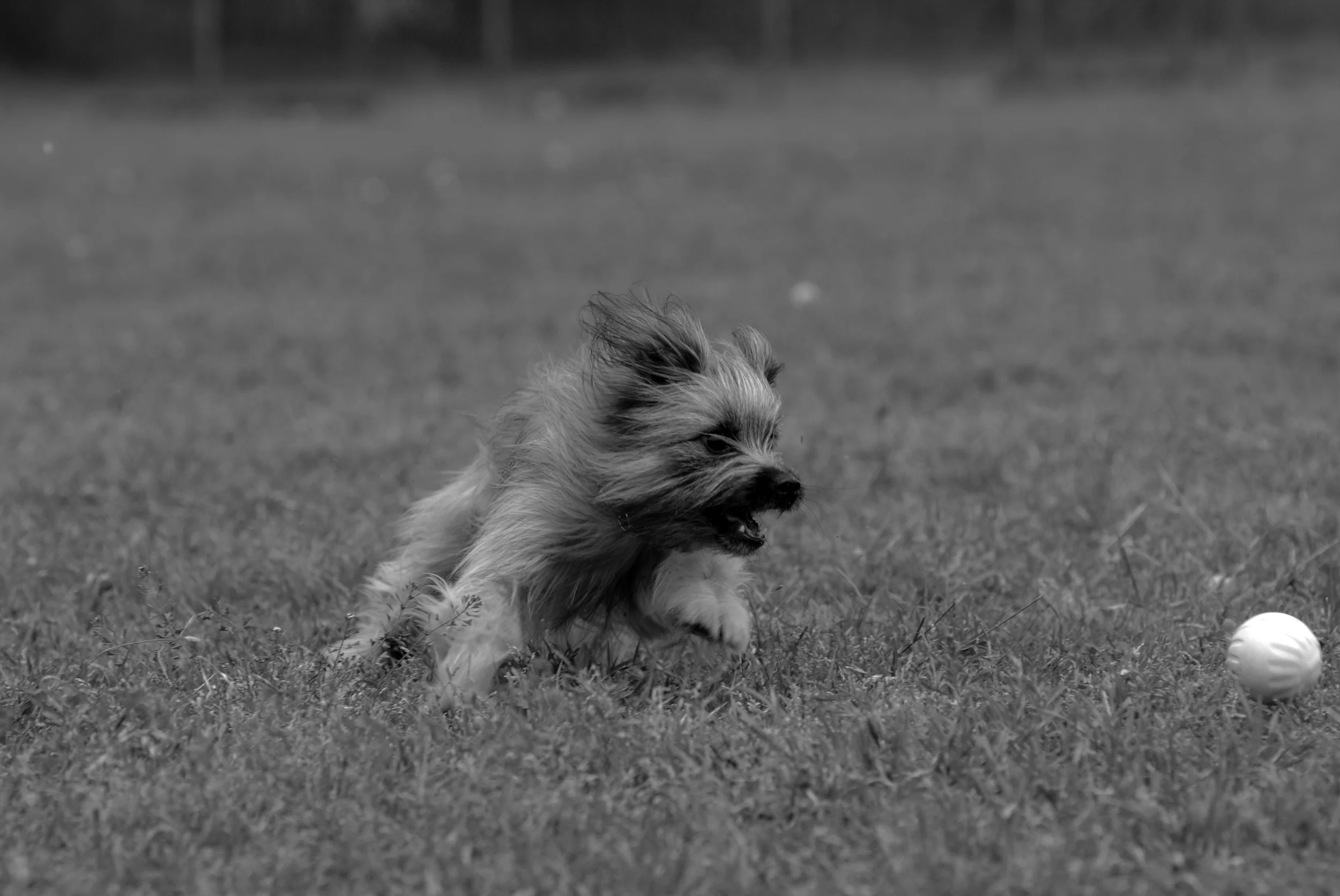 DSC_0086bw.jpg
