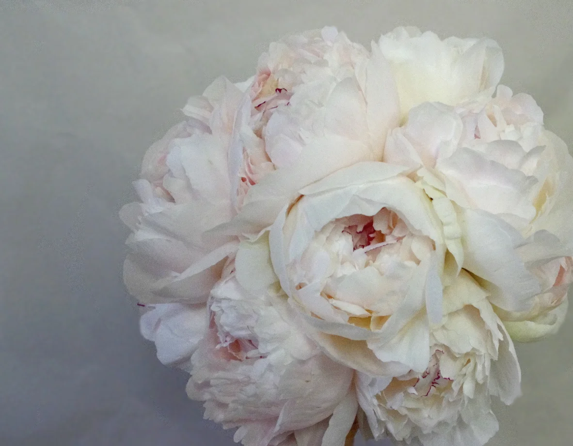 white peony wedding bouquet.jpg