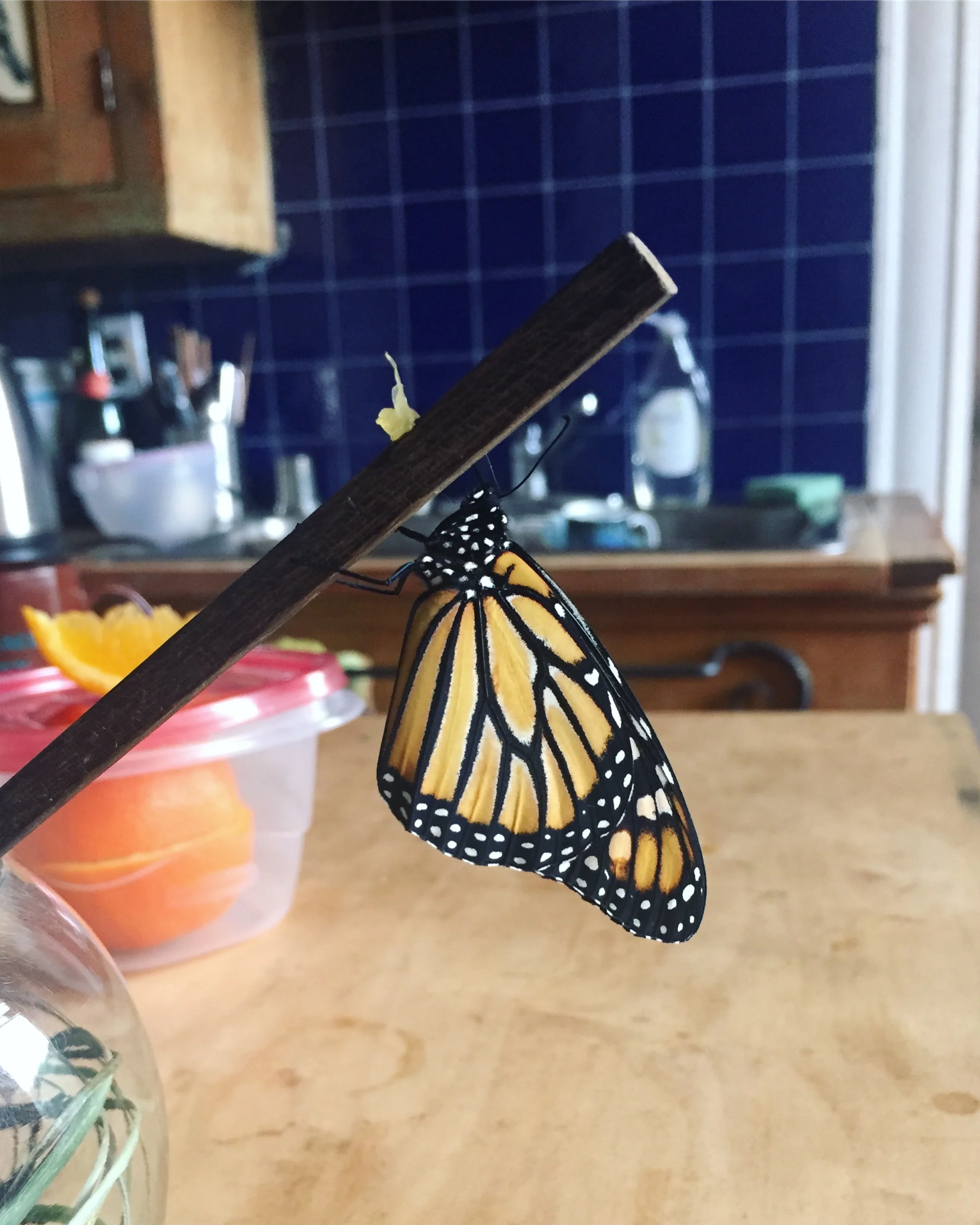 Hortense the Monarch