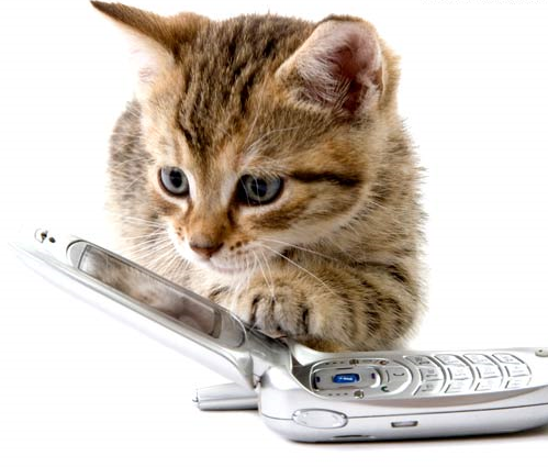 cat-phone-mp.jpg