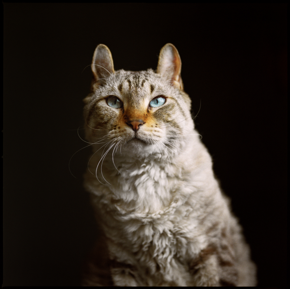 Apollo | Highlander Snow Lynx
