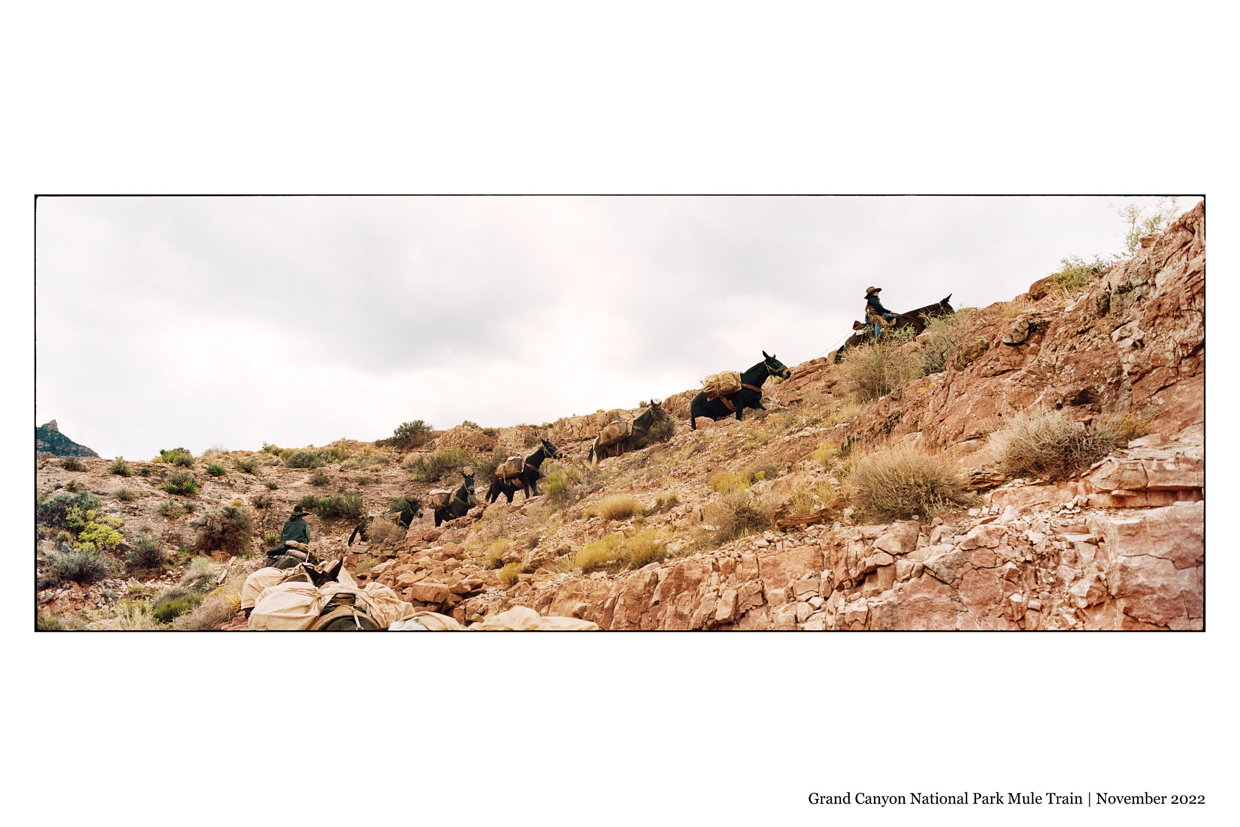 MulesInGrandCanyon_6x9_Front.jpg