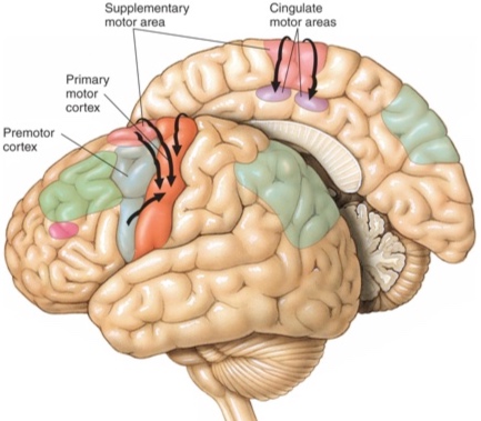 motor+cortex+2.jpg